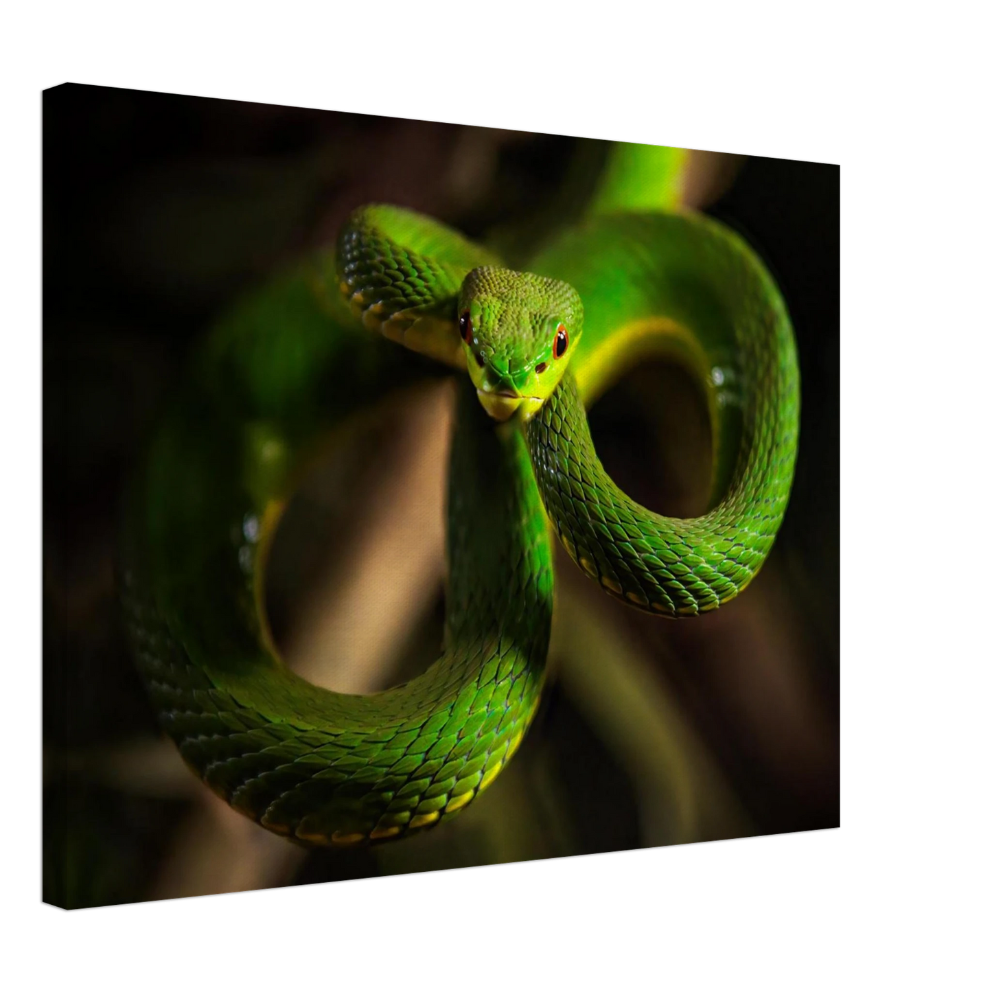 Wandbild der gruene baumviper ein hypnotischer blick in verschiedenen groessen