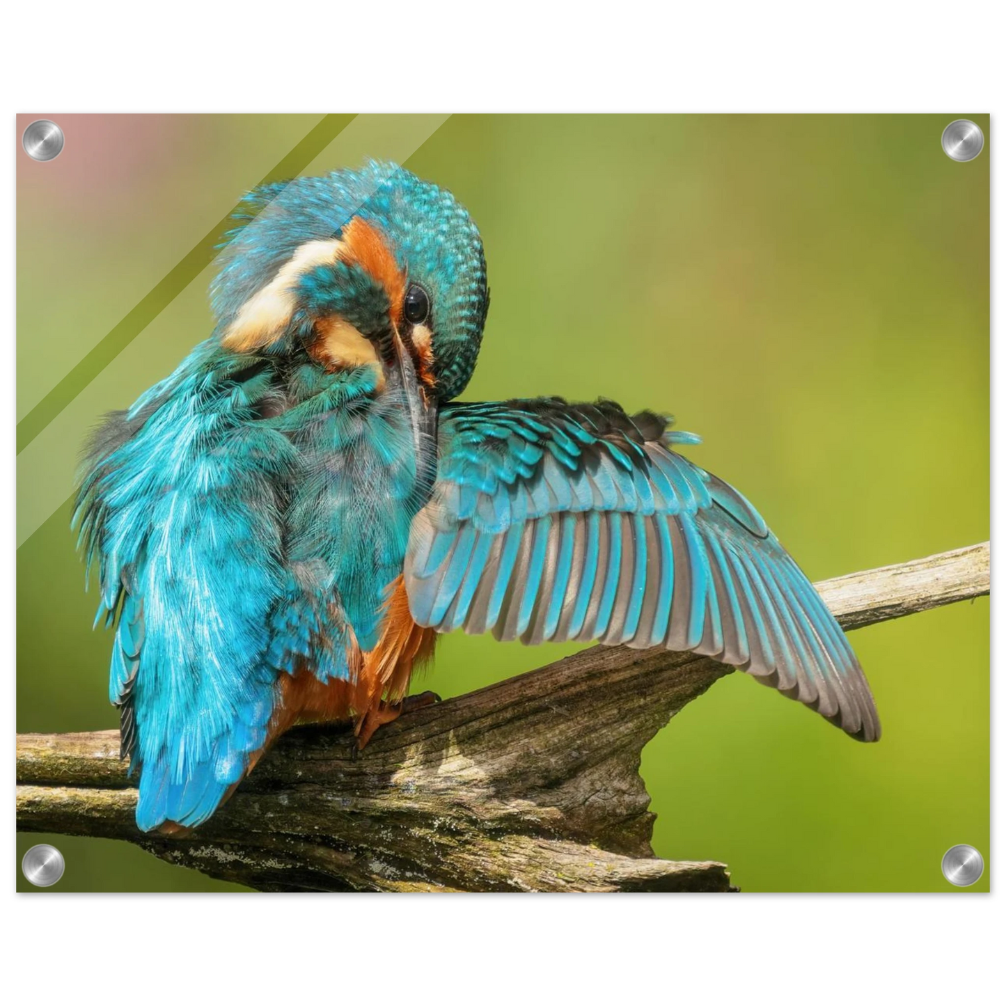 Wandbild eisvogel lebendige farbenpracht der natur auf leinwand