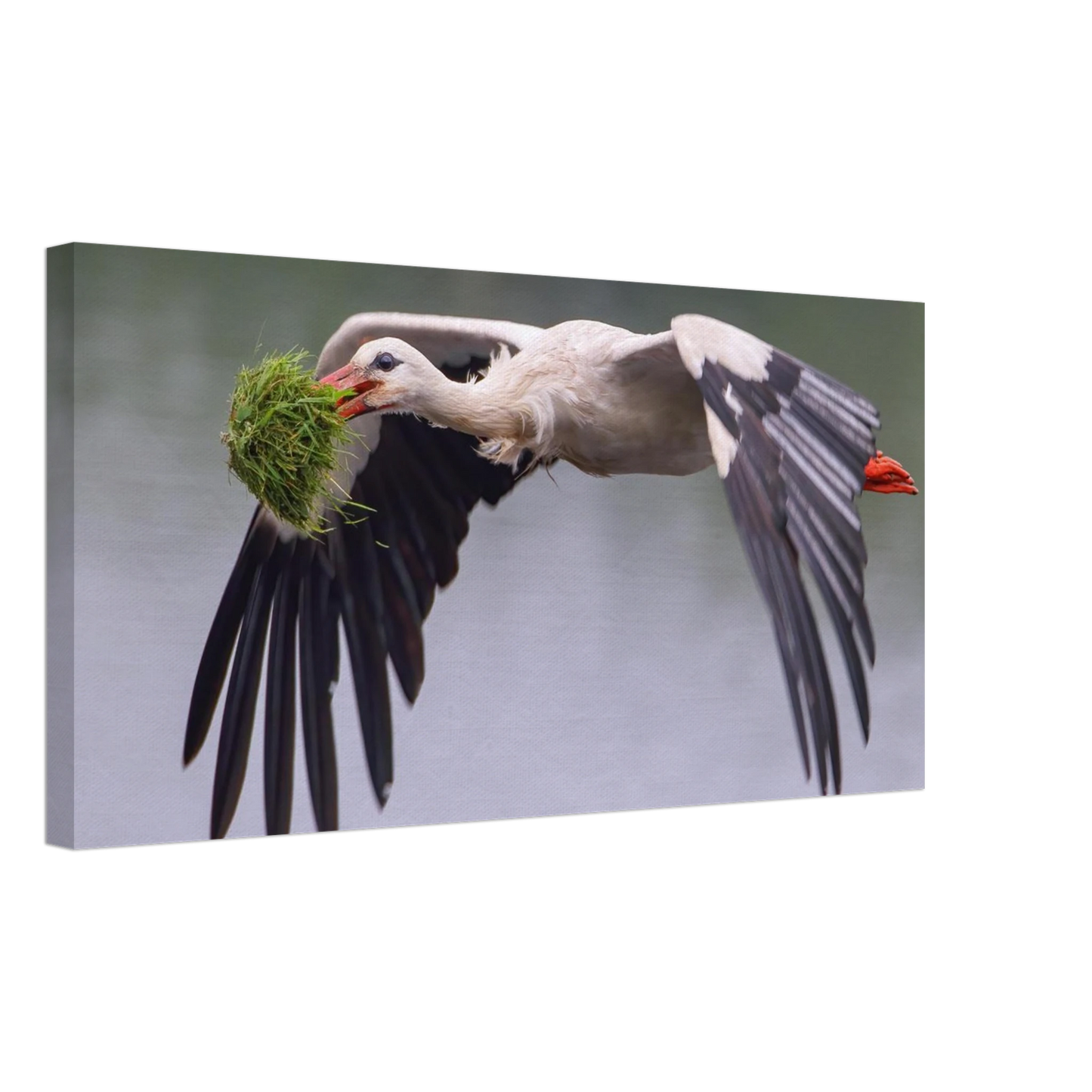Wandbild nestbauender weissstorch im flug lebendige naturfotografie fuer ihr zuhause