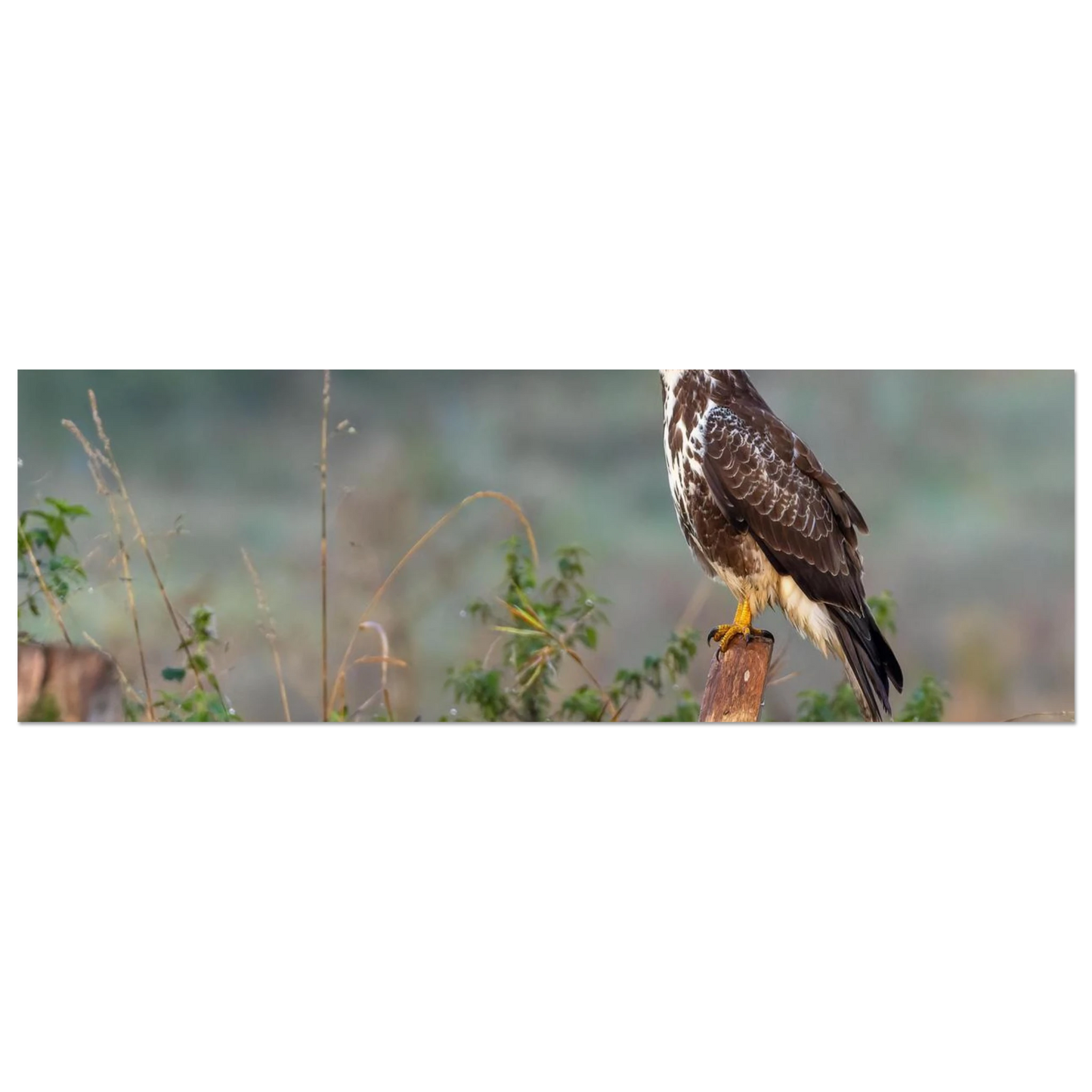 Wandbild majestaetischer bussard einblick in die wildnis auf hochglanz leinwand