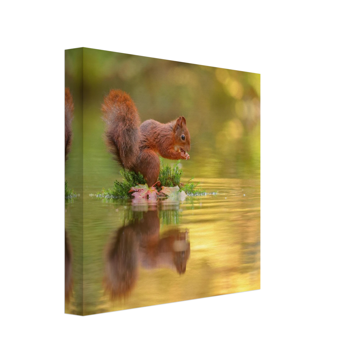 Wandbild bezauberndes eichhoernchen mit nuss lebendige wildtierkunst fuer ihr zuhause