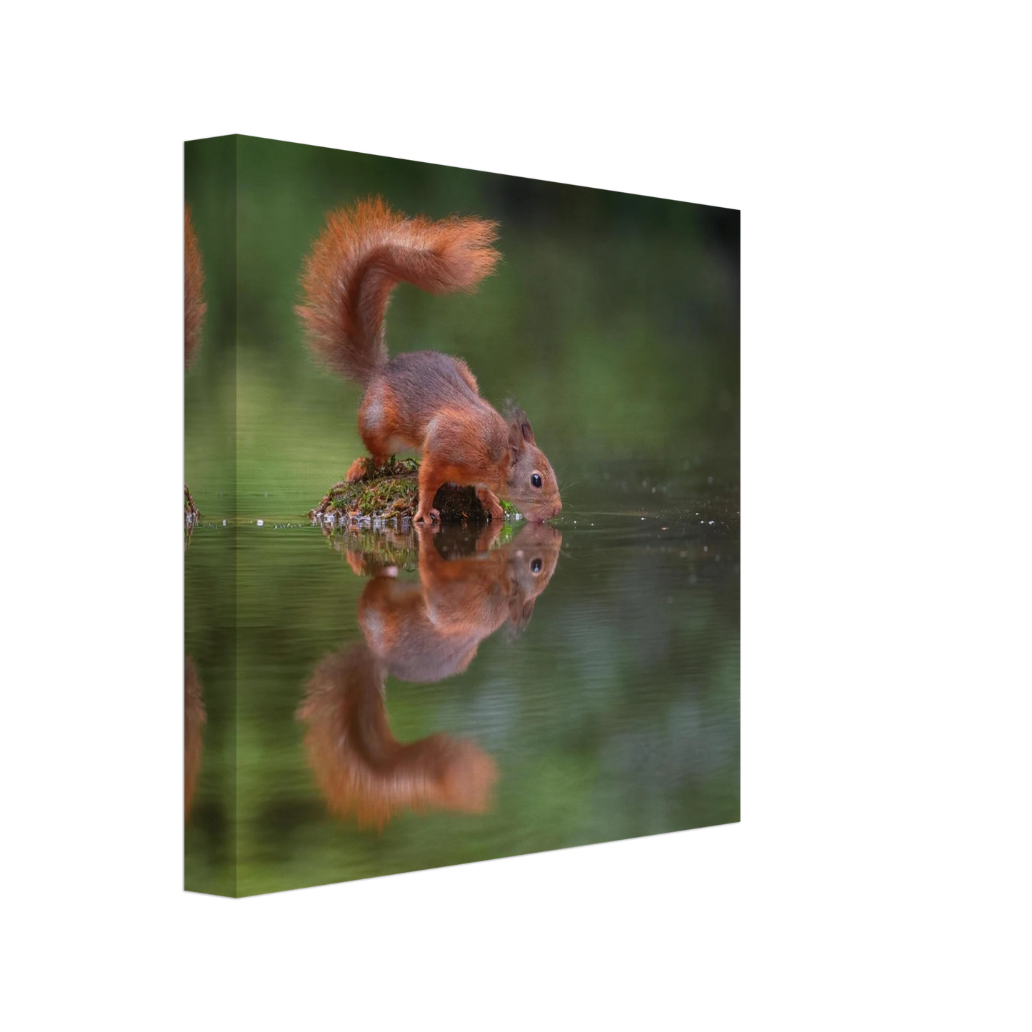Wandbild durstiges eichhoernchen eine ruhige reflexion in der natur erhaeltlich in vielen groessen