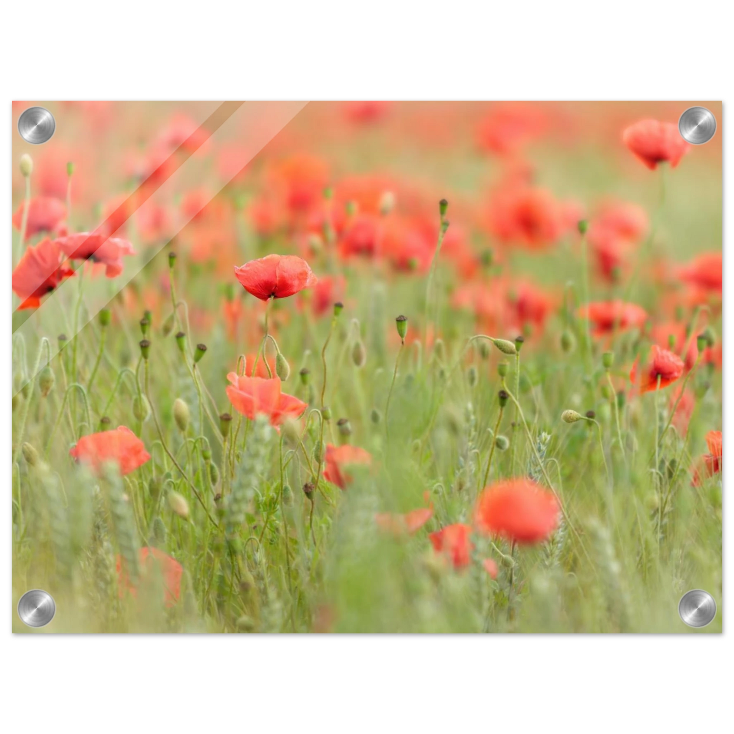 Wandbild vertraeumtes mohnblumenfeld ein stueck sommer fuer ihr zuhause in vielen groessen