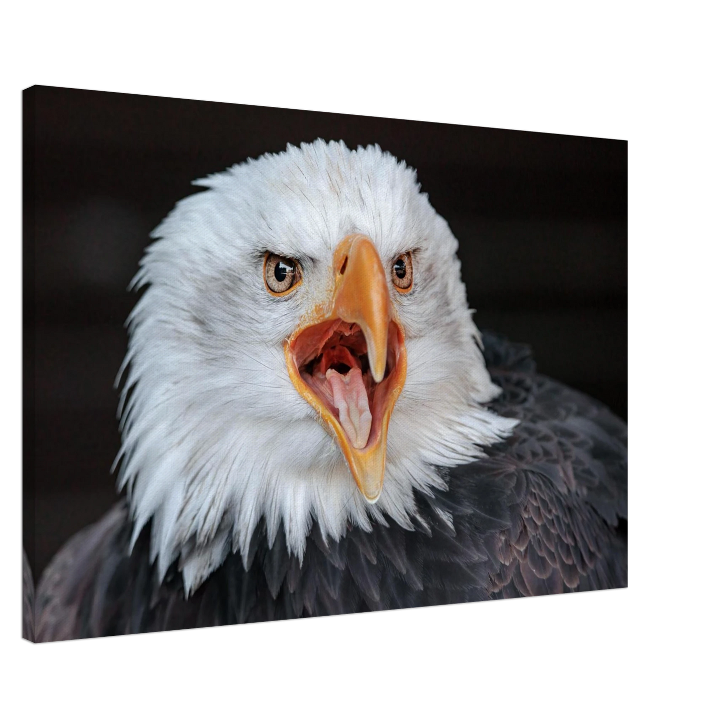 Wandbild majestaetischer schreie des weisskopfseeadlers einzigartige wildtierkunst fuer ihr zuhause