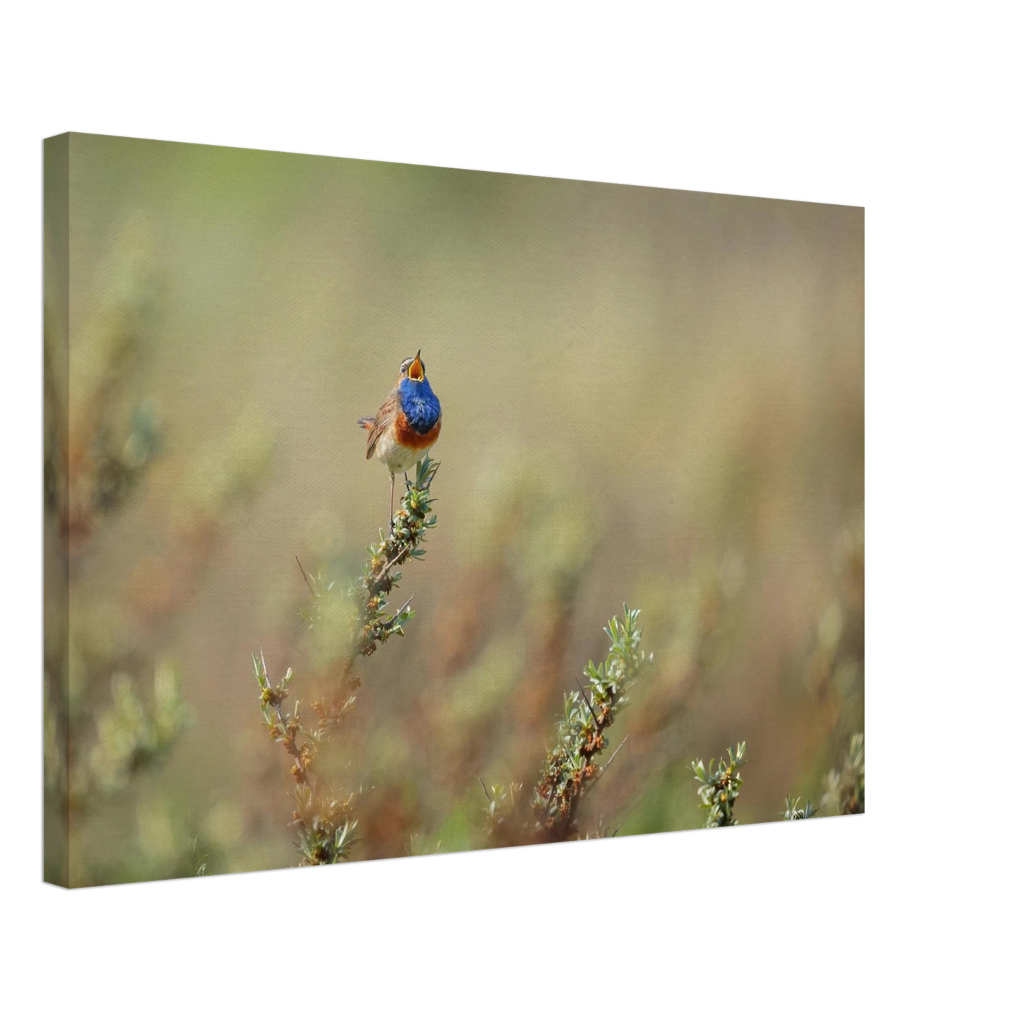 Wandbild lebendige nachtigall ein meisterwerk der naturfotografie fuer ihr zuhause