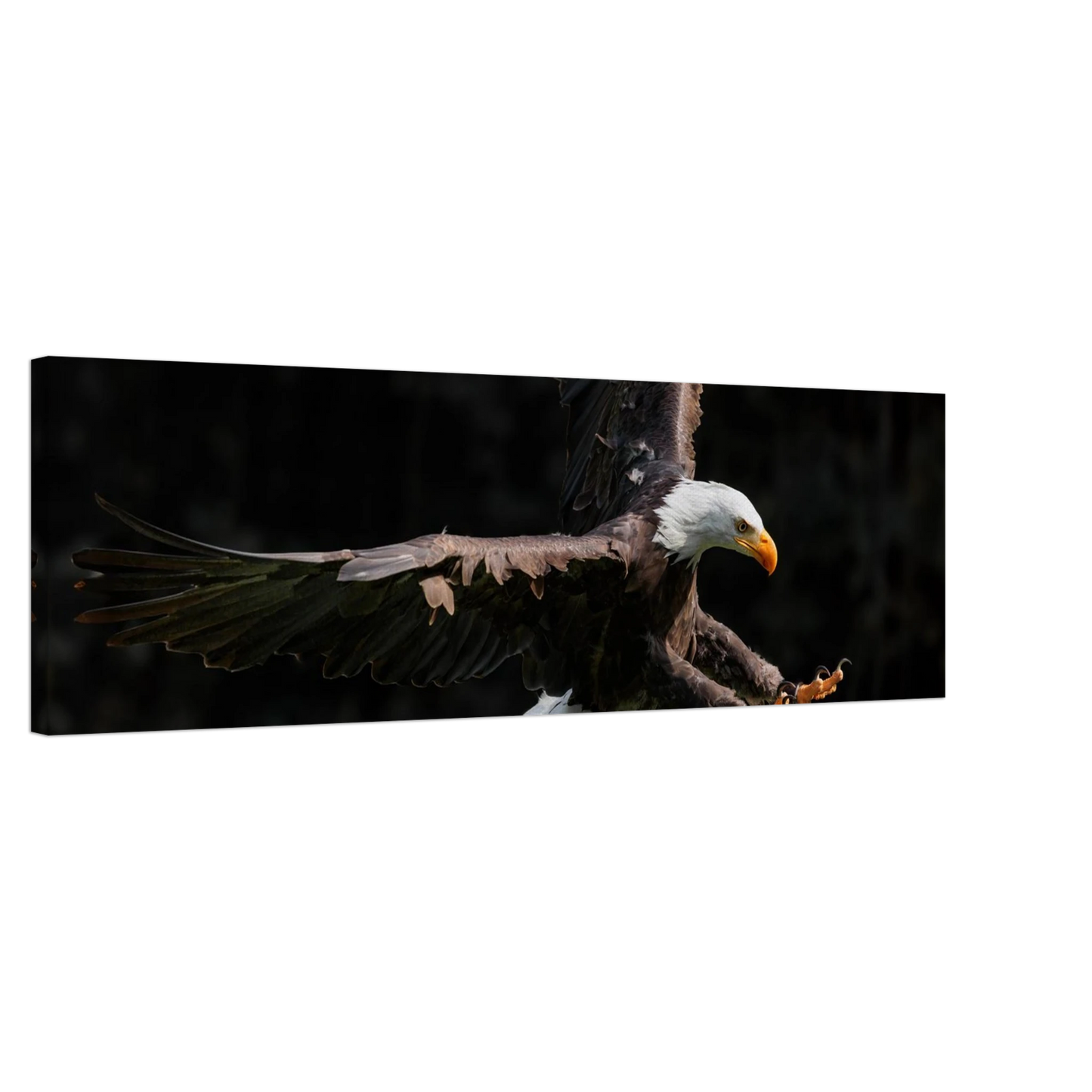 Wandbild majestaetischer weisskopfseeadler im flug freiheit staerke in ihrer wunschgroesse