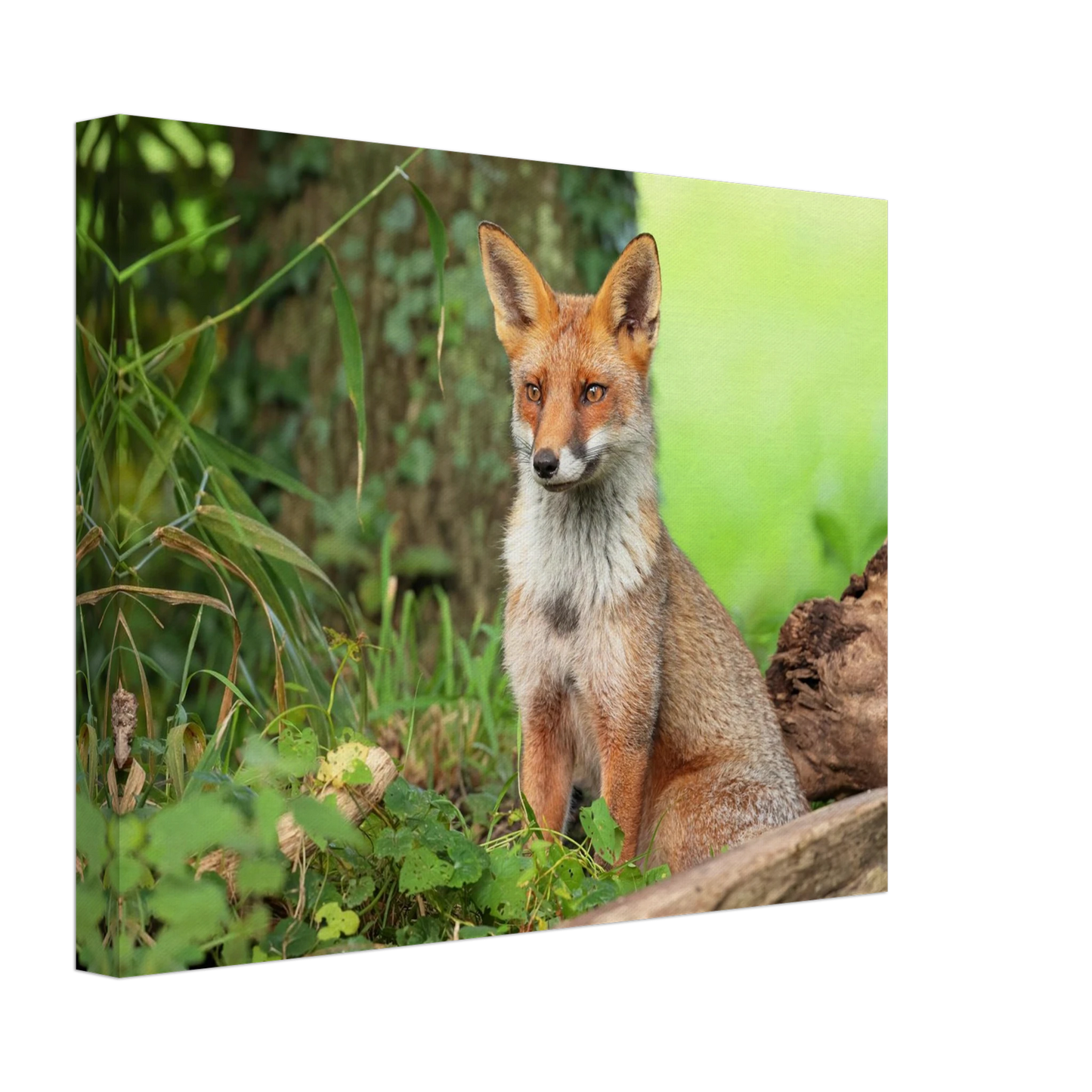 Wandbild majestaetischer rotfuchs ein augenblick der ruhe in der natur erhaeltlich in zahlreichen groessen