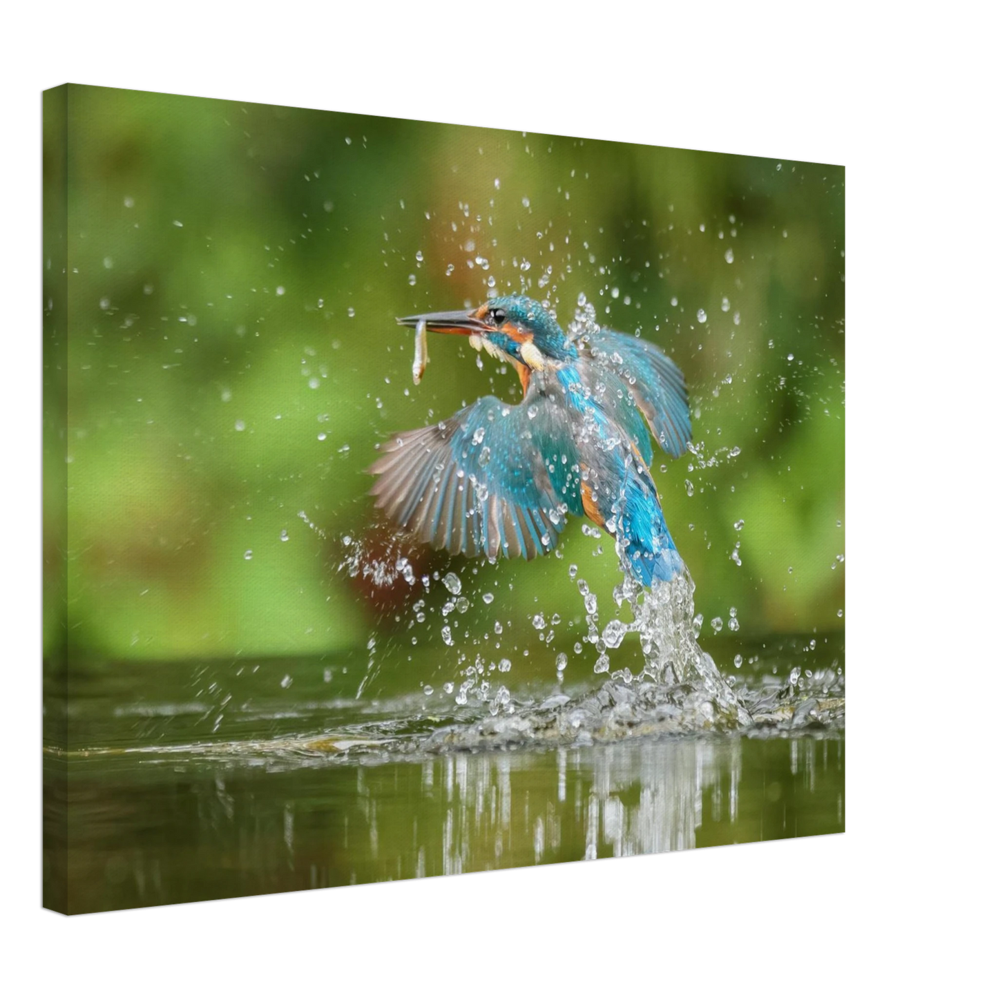 Wandbild eisvogel im sturzflug lebendige wildtierkunst fuer ihr zuhause