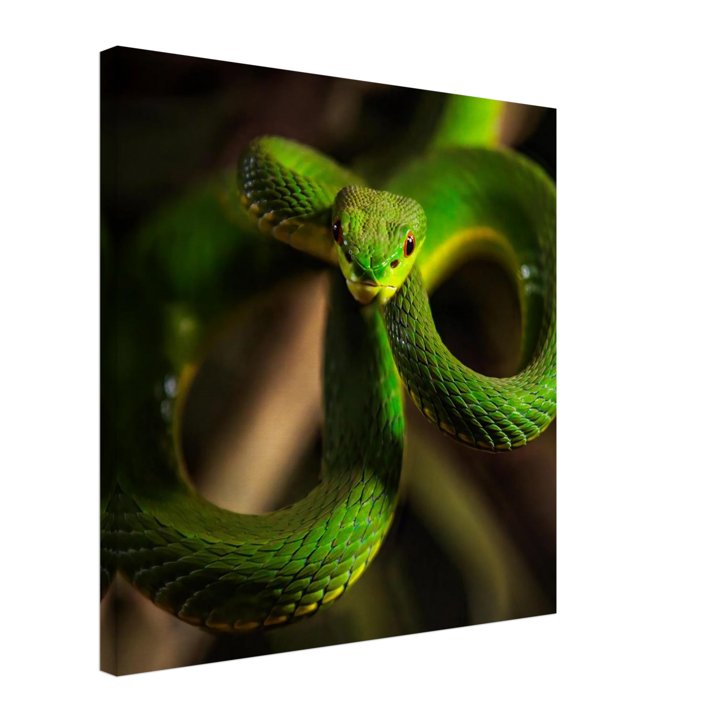 Wandbild der gruene baumviper ein hypnotischer blick in verschiedenen groessen