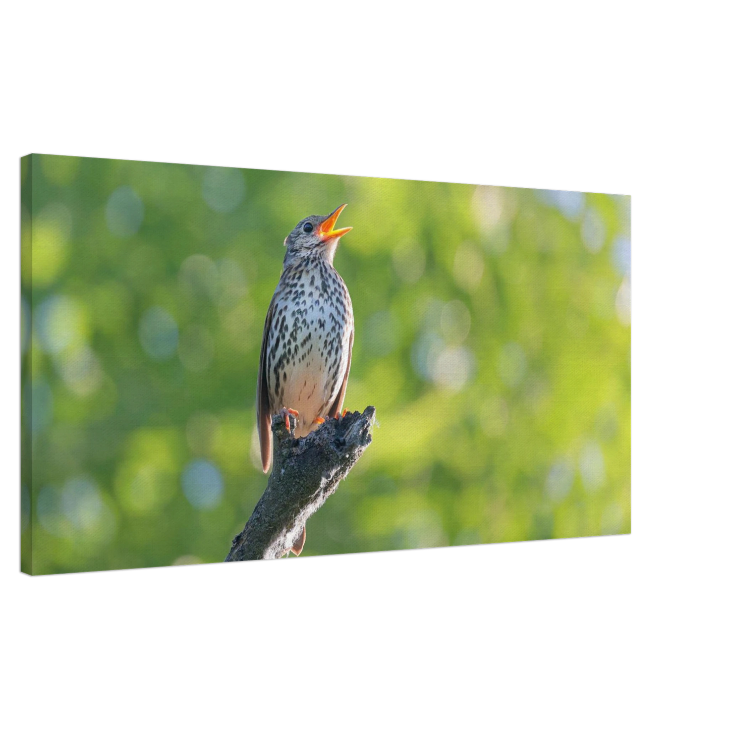Wandbild bezaubernder singvogel in gruen ein naturportraet fuer ihr zuhause in vielen groessen
