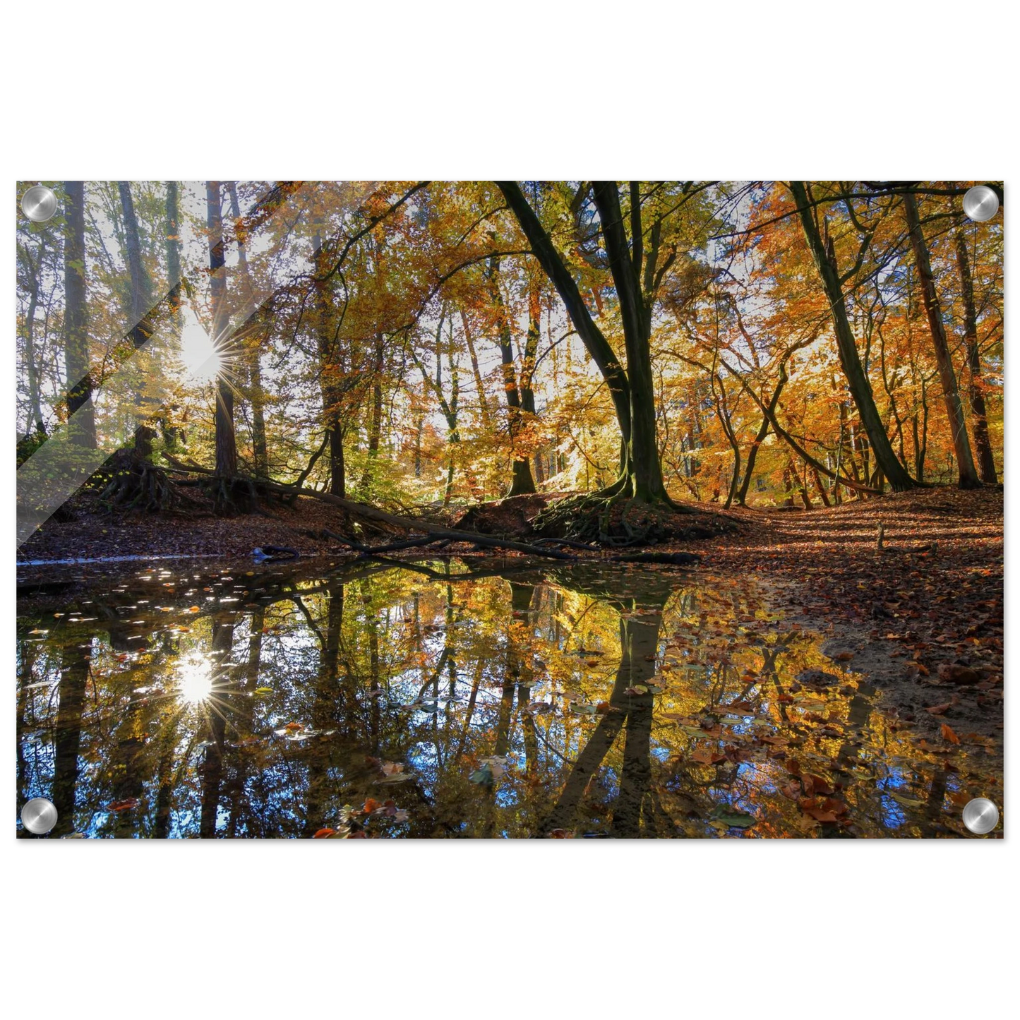 Wandbild goldener herbstwald stimmungsvolle spiegelung der natur in ihrer wunschgroesse
