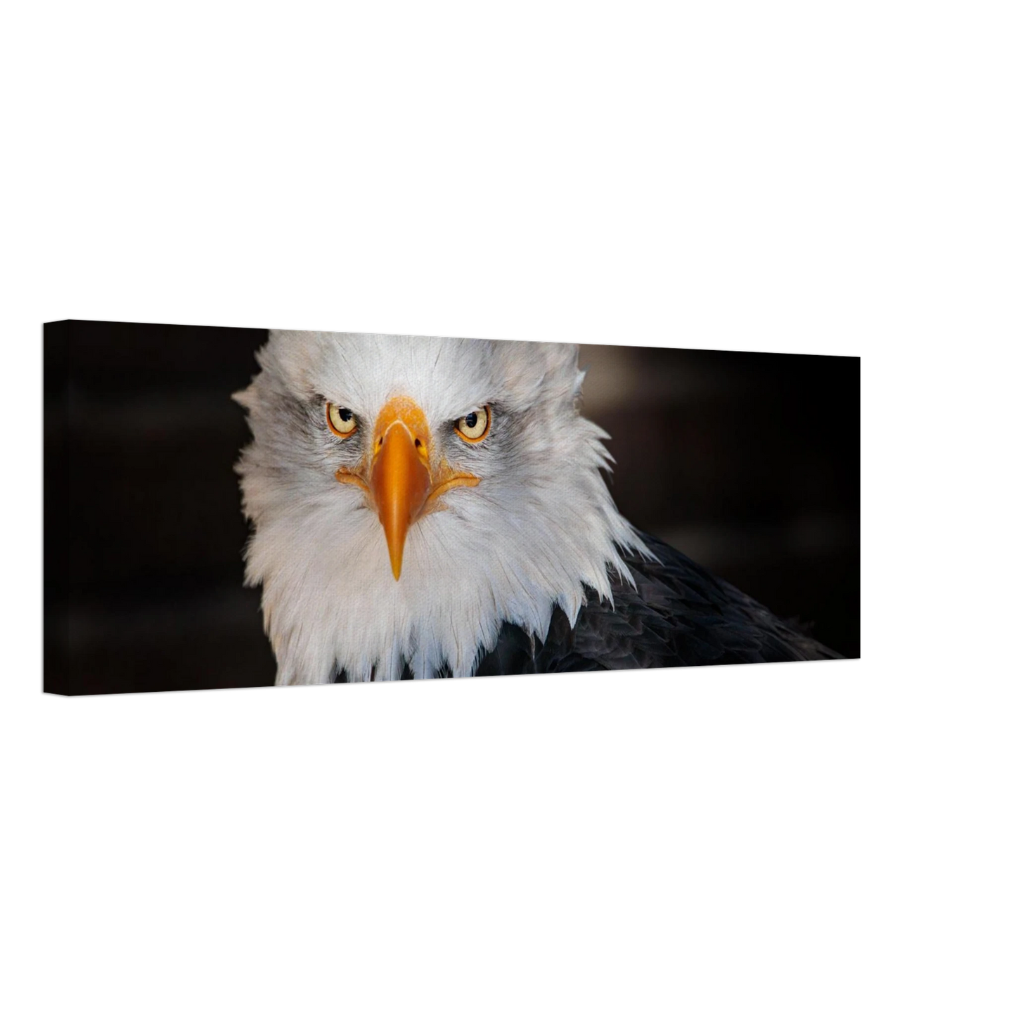 Wandbild majestaetischer adler ausdrucksstarke tierfotografie fuer ihr zuhause in vielen groessen erhaeltlich