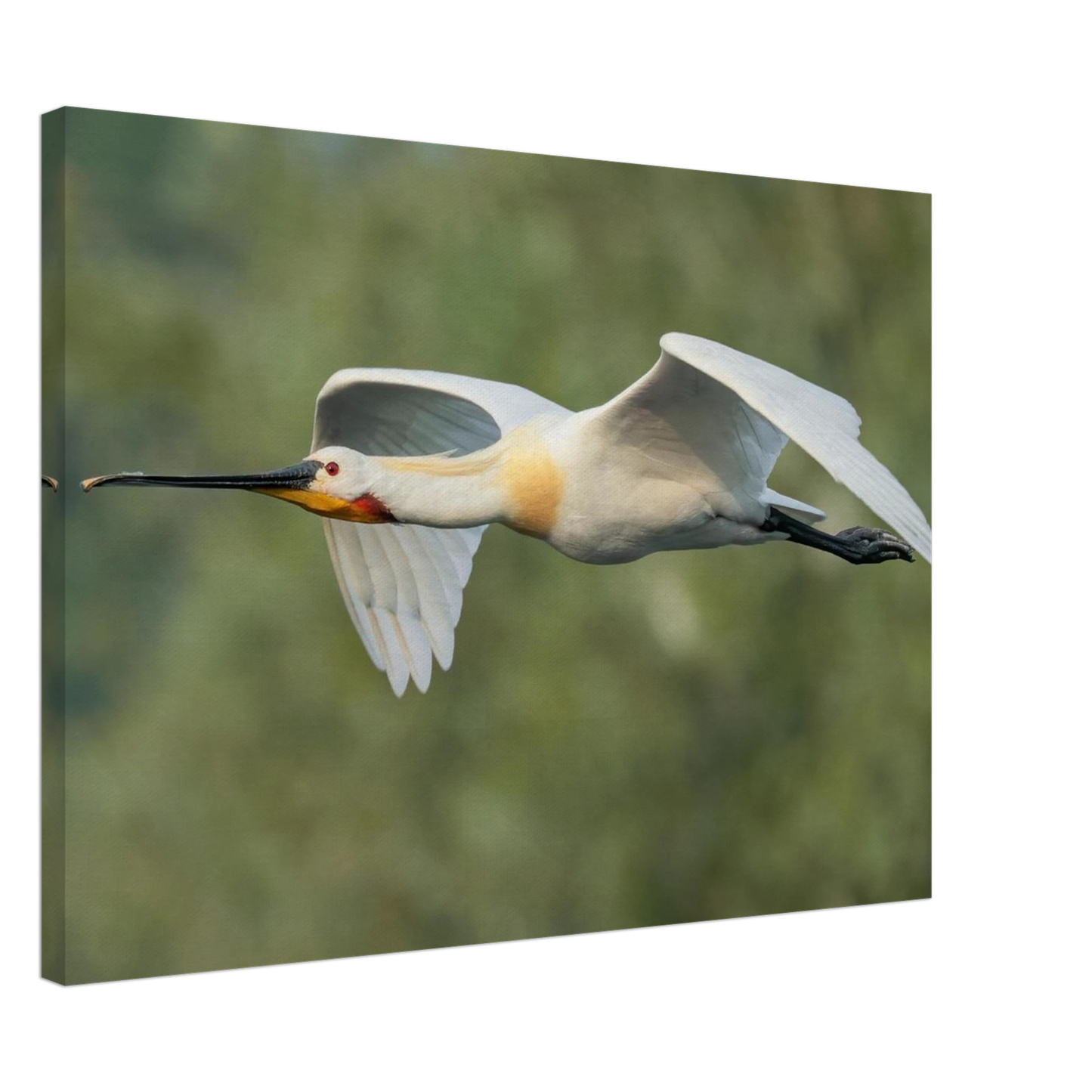 Wandbild eleganter loeffler im flug naturfotografie fuer ihr zuhause in vielen groessen