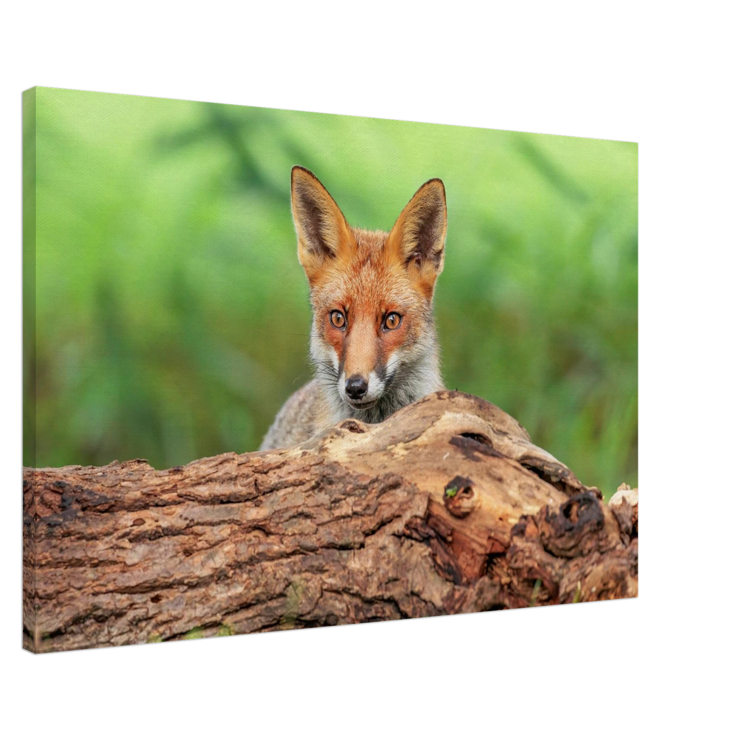 Wandbild fuchs im versteck einzigartige naturkunst fuer ihr zuhause