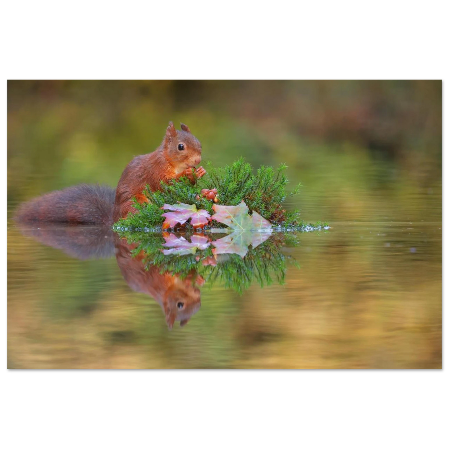 Wandbild bezauberndes eichhoernchen im herbstwald lebendige wildtierkunst fuer ihr zuhause in vielen groessen