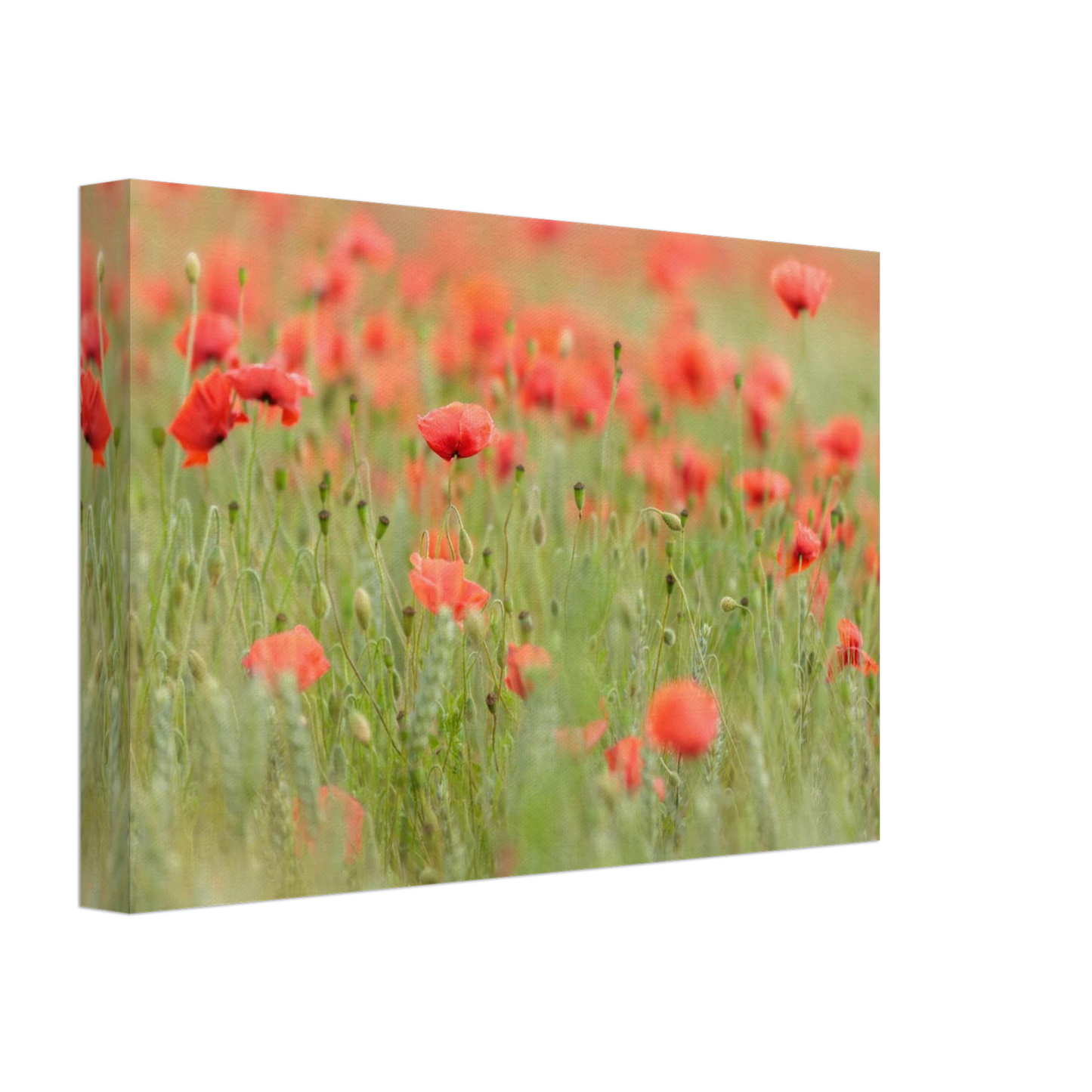 Wandbild vertraeumtes mohnblumenfeld ein stueck sommer fuer ihr zuhause in vielen groessen