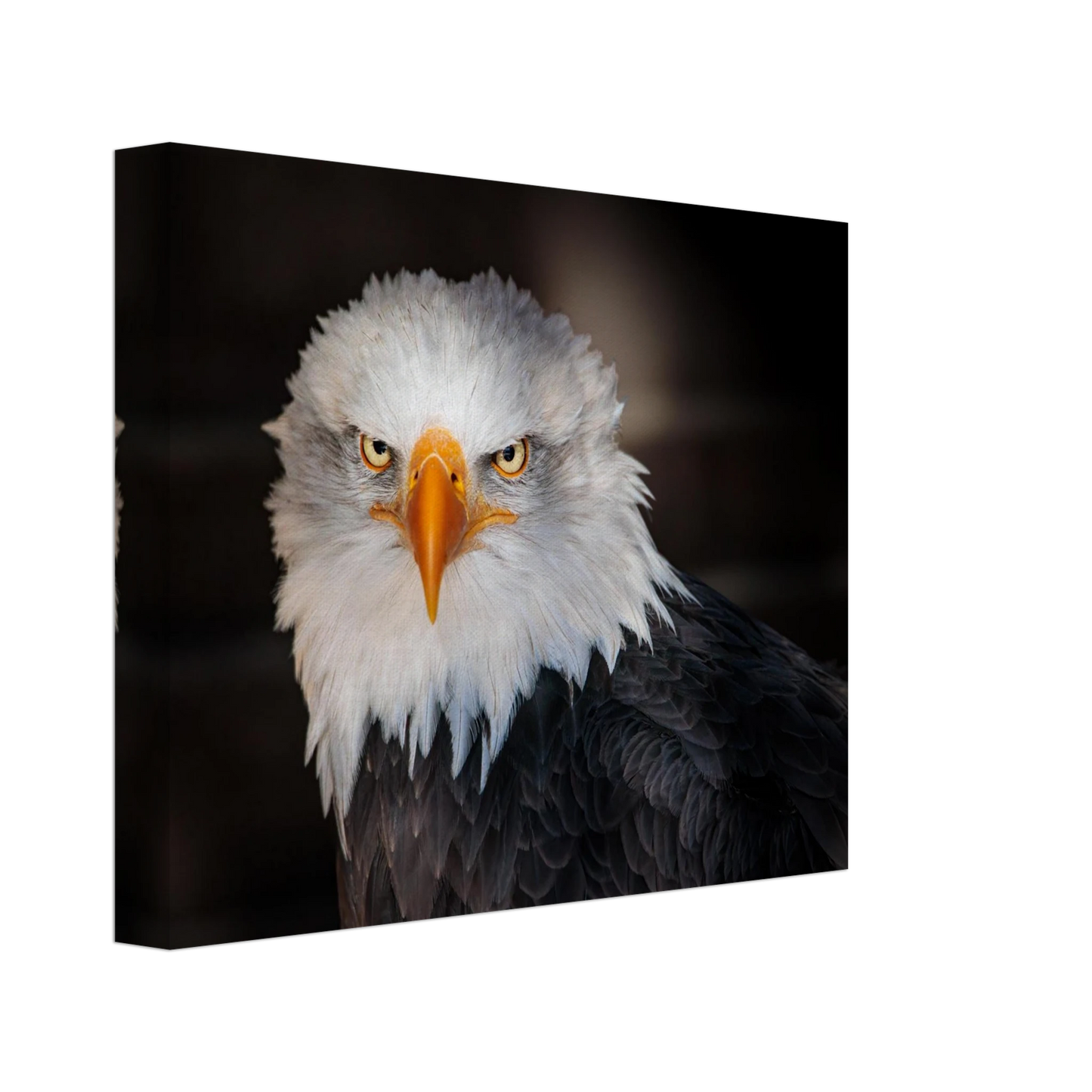 Wandbild majestaetischer adler ausdrucksstarke tierfotografie fuer ihr zuhause in vielen groessen erhaeltlich