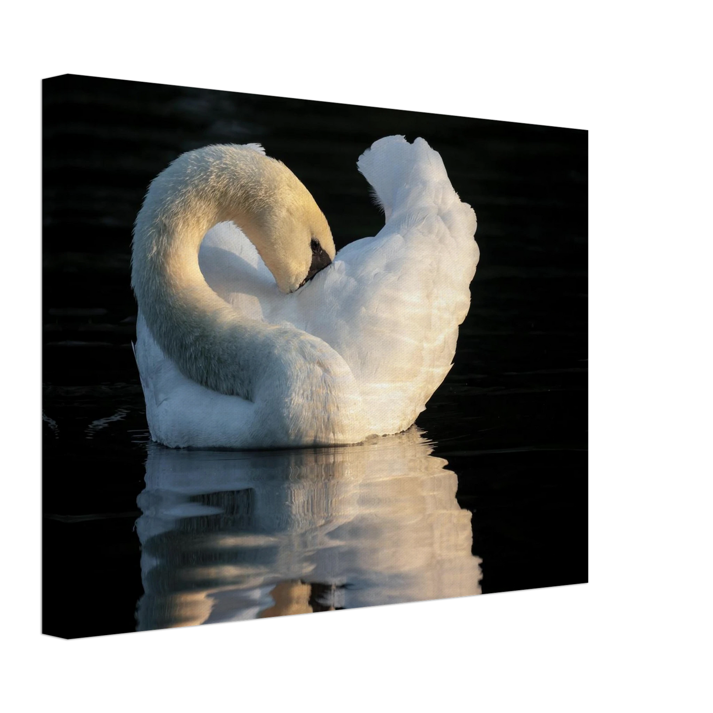 Wandbild schwan bei sonnenuntergang elegante wandkunst fuer ihr zuhause