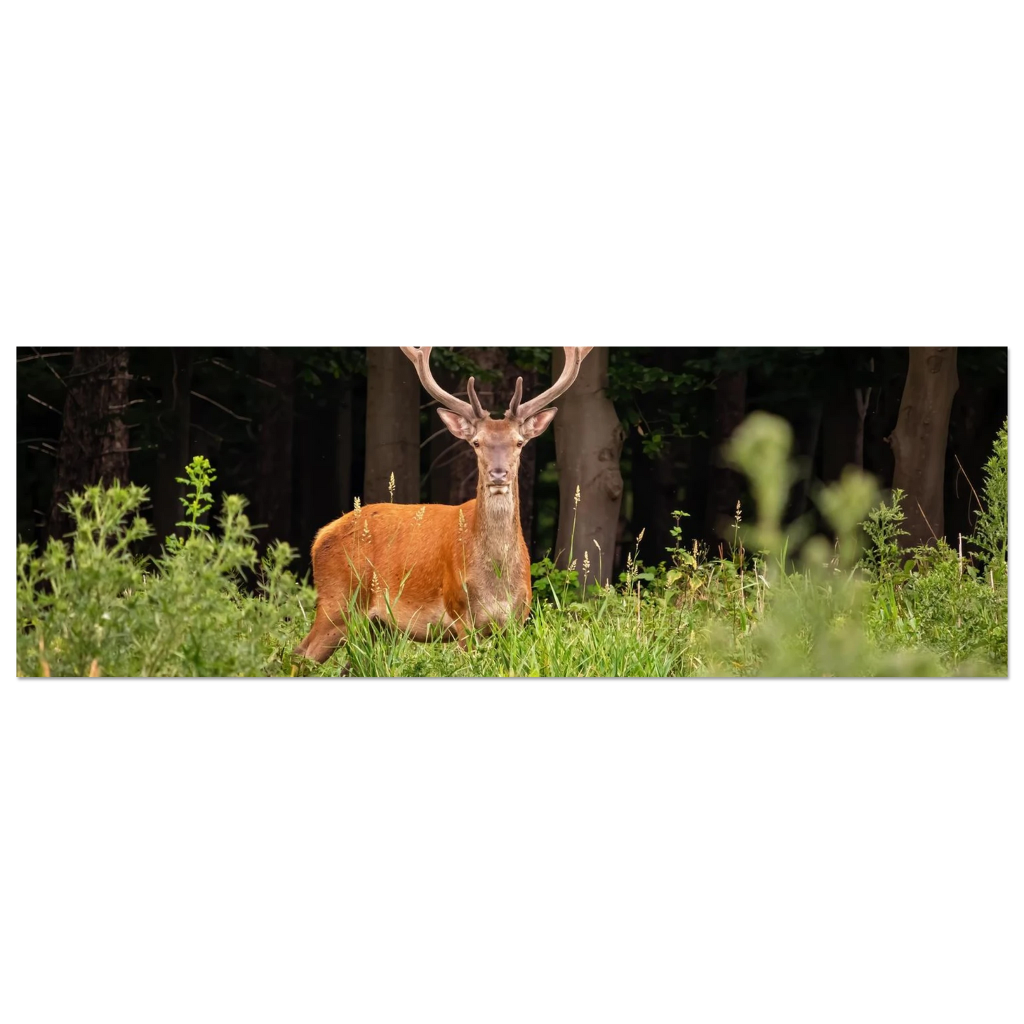 Wandbild majestaetischer hirsch im wald ein wildnis statement fuer ihr zuhause in verschiedenen groessen