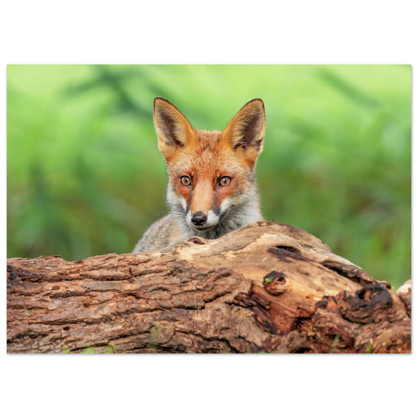 Wandbild fuchs im versteck einzigartige naturkunst fuer ihr zuhause