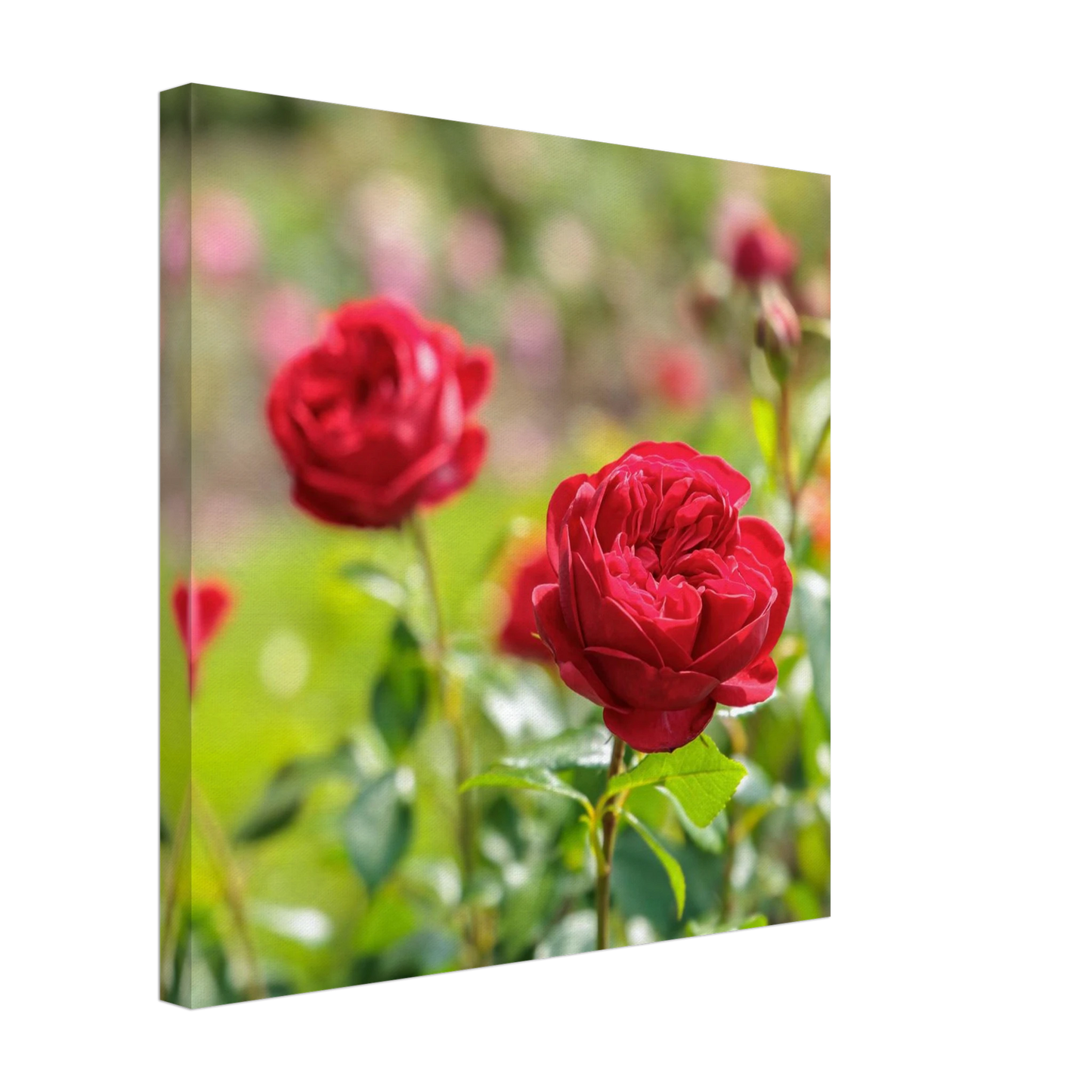 Wandbild rote rosen lebendige bluetenpracht fuer ihr zuhause in ihrer wunschgroesse