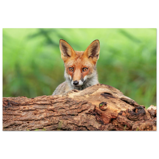 Wandbild fuchs im versteck einzigartige naturkunst fuer ihr zuhause