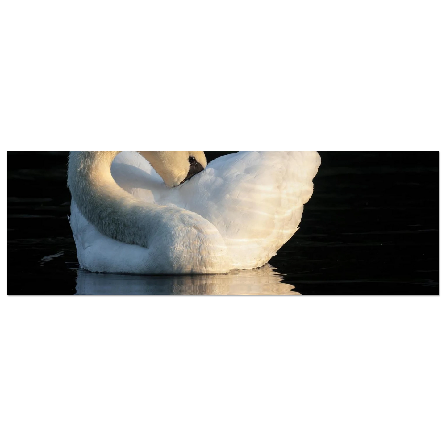 Wandbild schwan bei sonnenuntergang elegante wandkunst fuer ihr zuhause