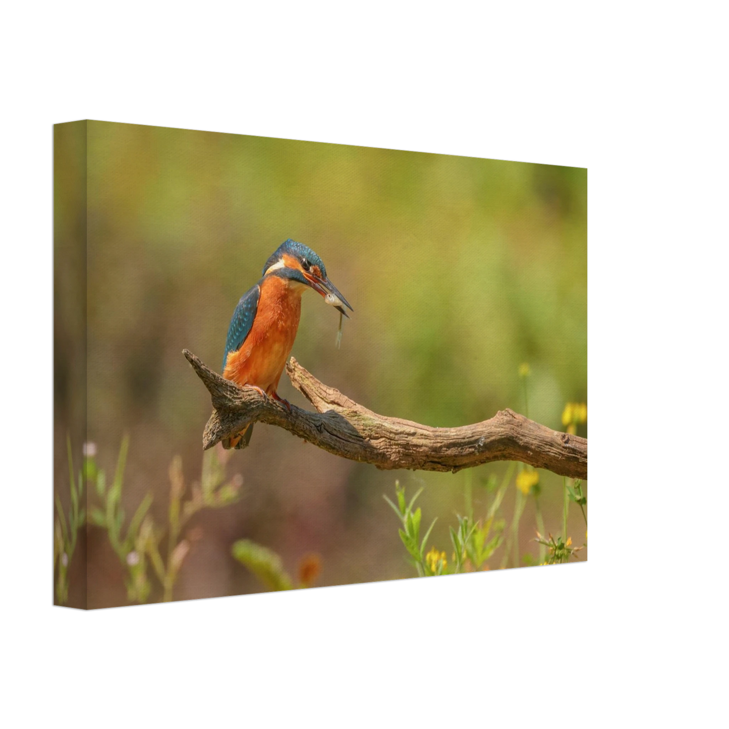 Wandbild eisvogel farbpracht leuchtende naturkunst fuer ihr zuhause in vielen groessen