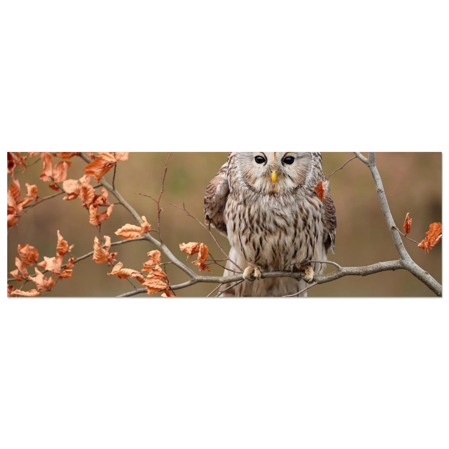 Wandbild majestaetische eule im herbstlaub einblick in die wildnis in verschiedenen groessen