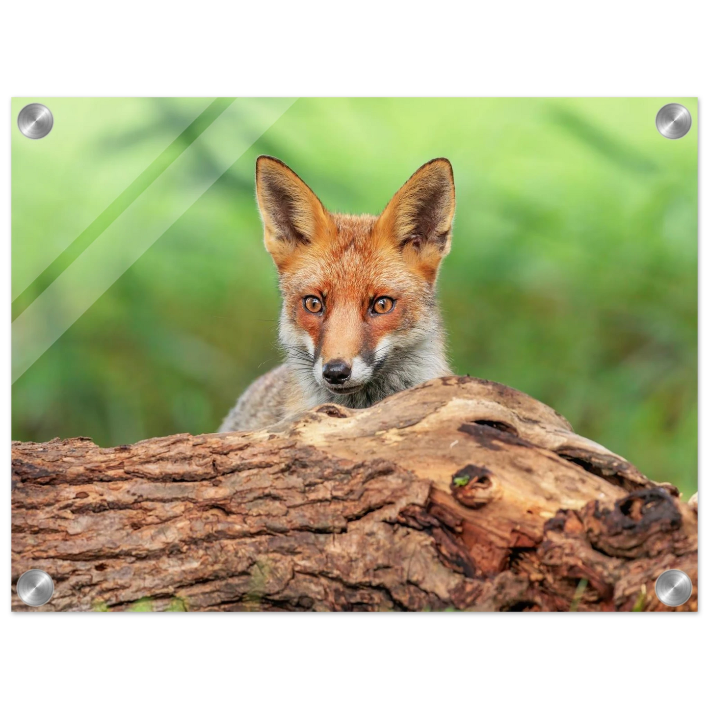 Wandbild fuchs im versteck einzigartige naturkunst fuer ihr zuhause
