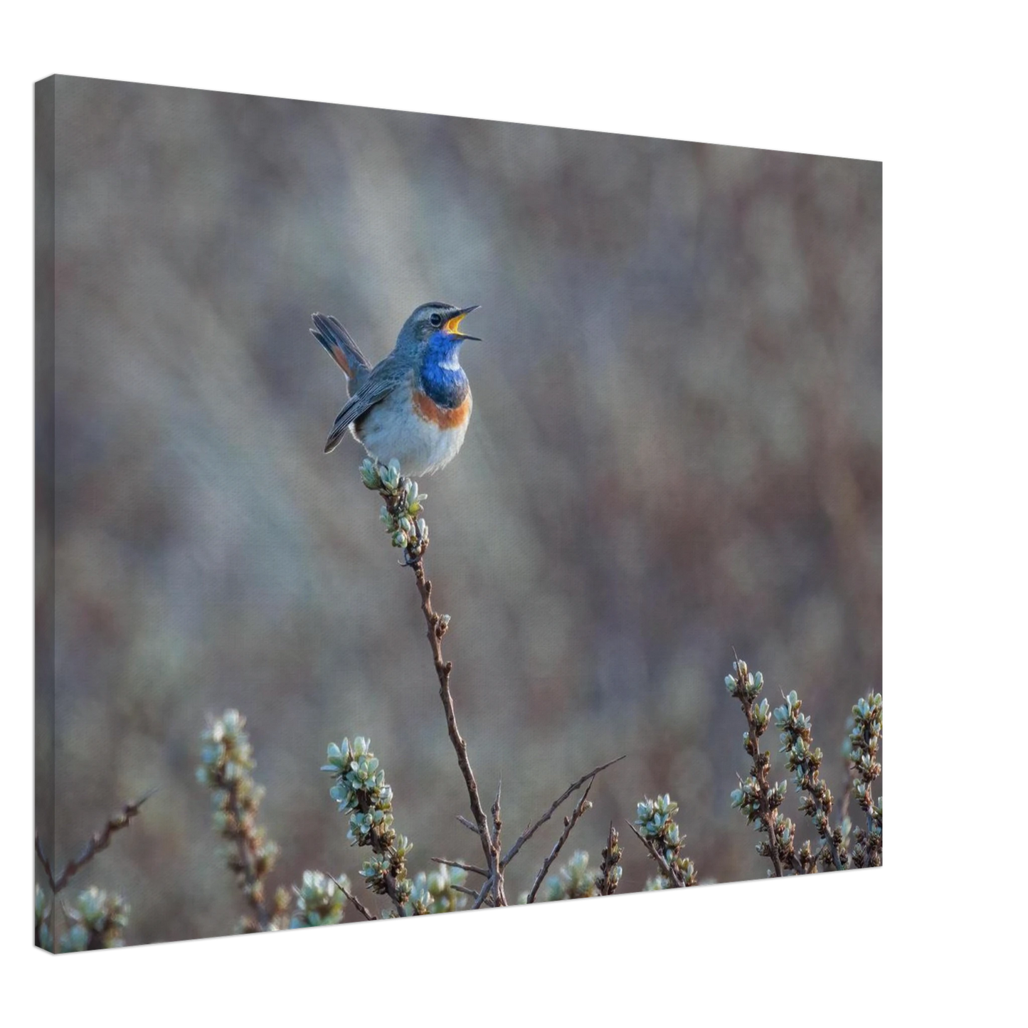 Wandbild blaukohlkehlchen im gesang naturkunst in lebendigen farben in ihrer wunschgroesse