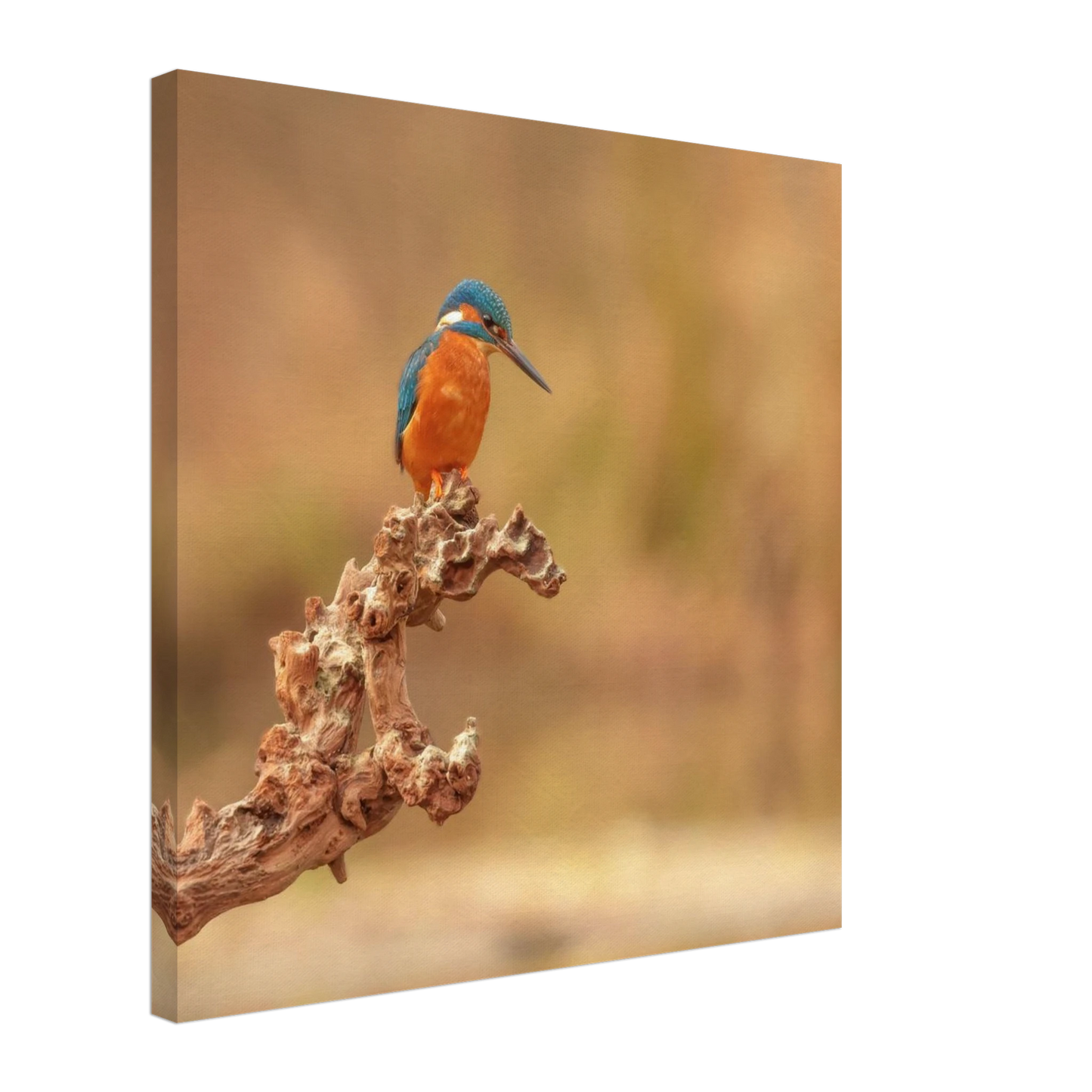 Wandbild eisvogel lebendige naturkunst fuer ihr zuhause in vielen groessen