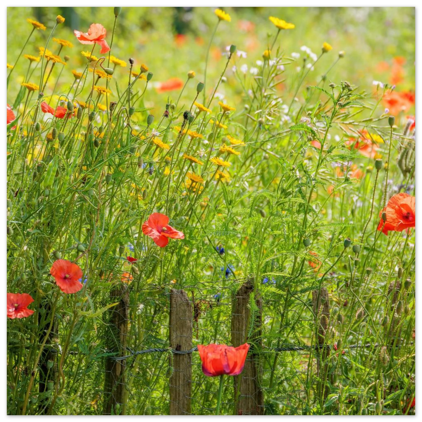 Wandbild wildblumen feld rot gelb sonnige mohnblumen wiese als kunstdruck
