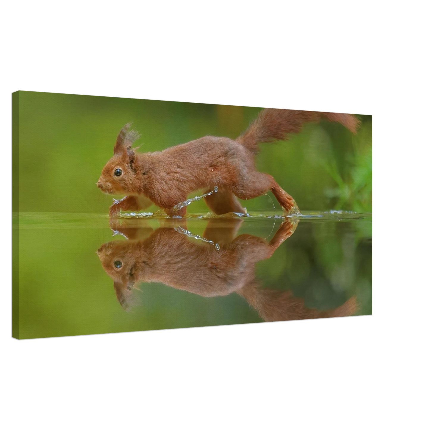 Wandbild eichhoernchen tanz eichhoernchen kunst fuer zuhause in ihrer wunschgroesse