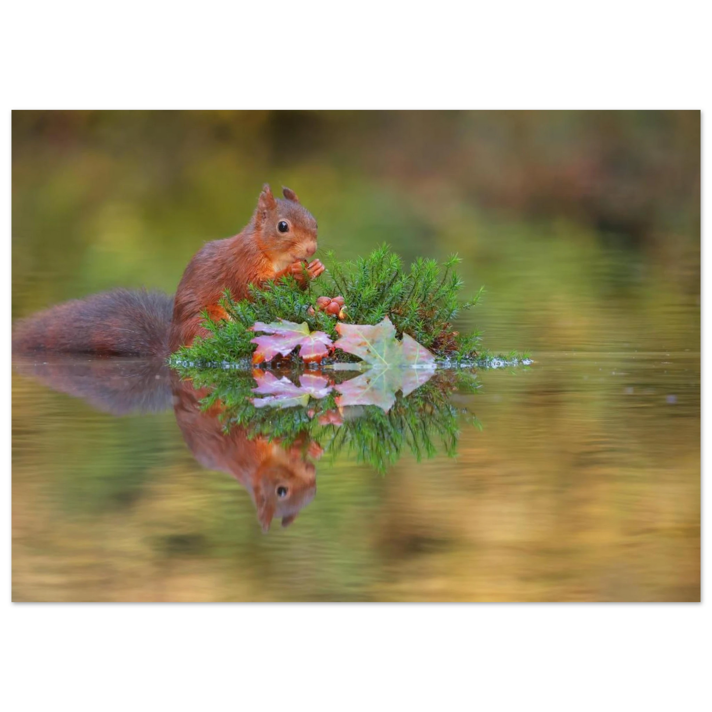 Wandbild bezauberndes eichhoernchen im herbstwald lebendige wildtierkunst fuer ihr zuhause in vielen groessen