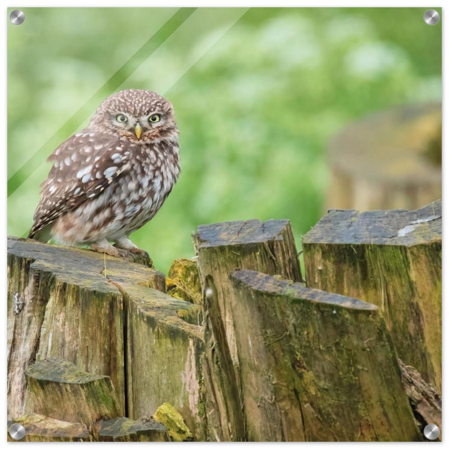 Wandbild mystische kleine eule faszinierendes kunstwerk fuer natur und tierliebhaber in vielen groessen