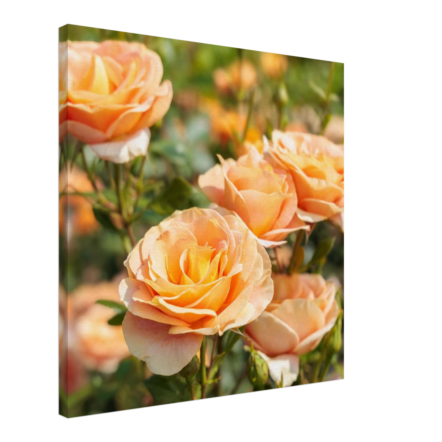 Wandbild romantische pfirsichrosen im sonnenschein botanische kunst fuer ihr zuhause in vielen groessen