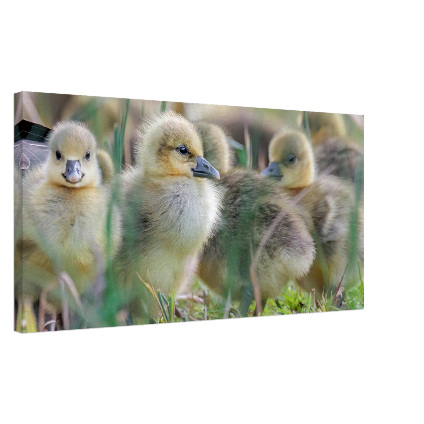 Wandbild kueken in zartgruen und gold suesse baby gans kunst in vielen groessen