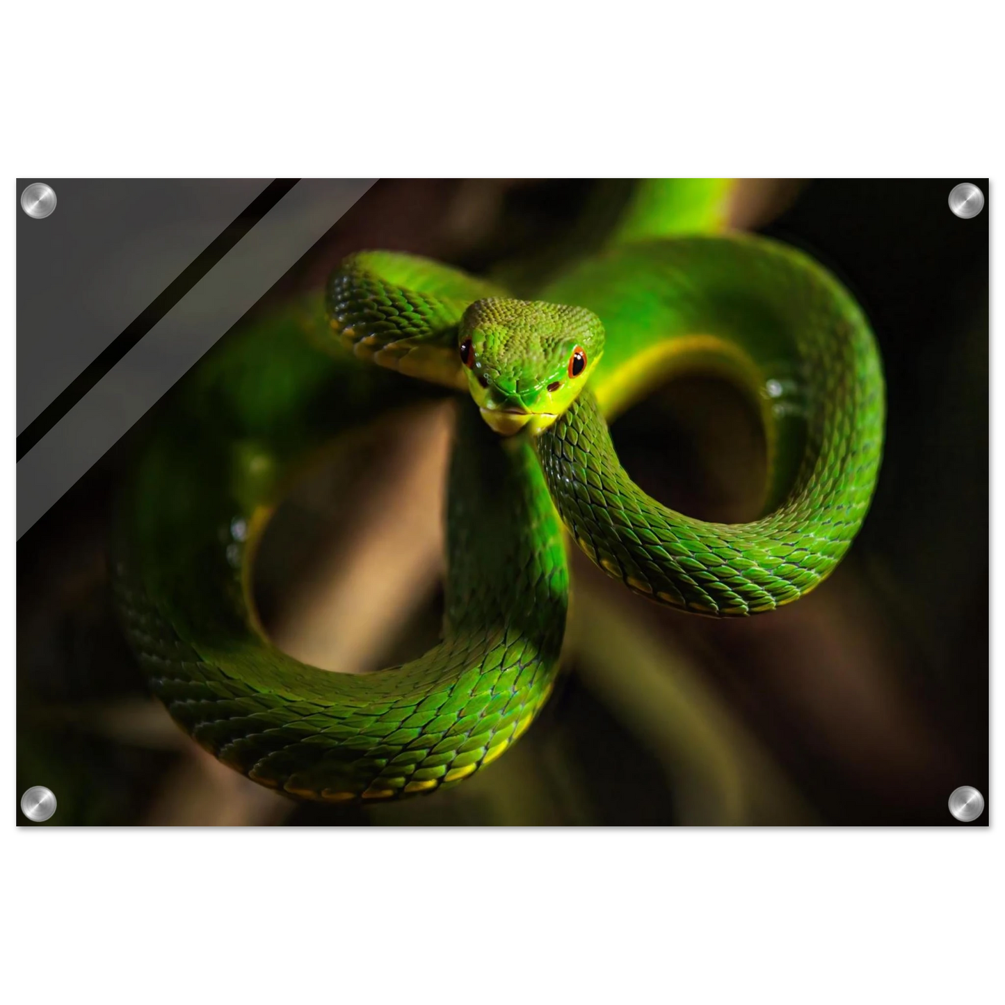 Wandbild der gruene baumviper ein hypnotischer blick in verschiedenen groessen