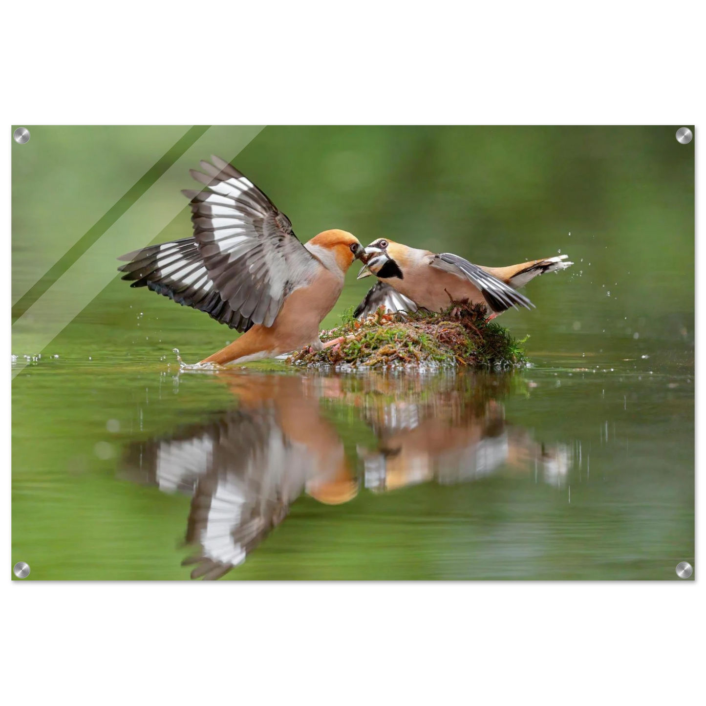 Wandbild momente der natur spektakulaerer kampf der voegel ueber dem wasser