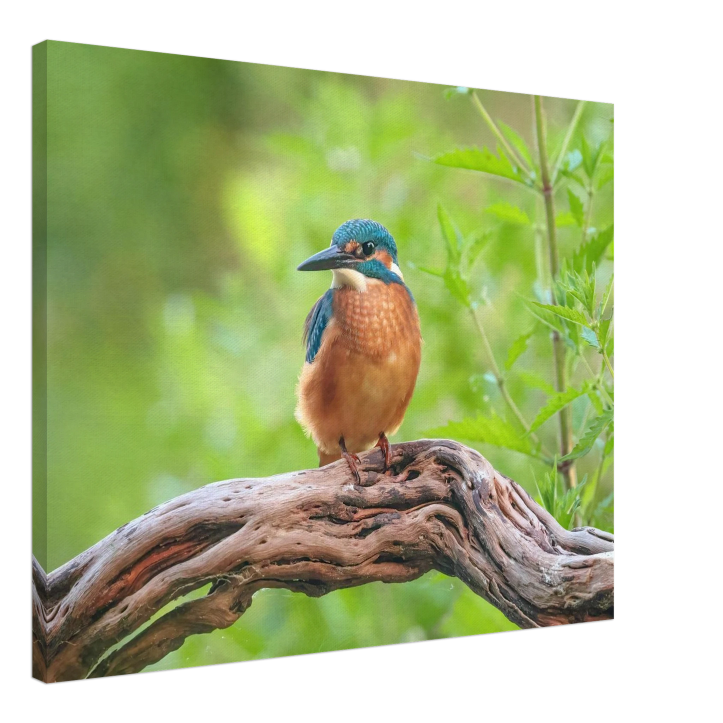 Wandbild eisvogel lebendige naturkunst fuer ihr zuhause in ihrer wunschgroesse 2