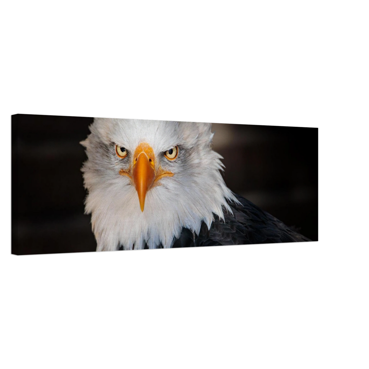 Wandbild majestaetischer adler ausdrucksstarke tierfotografie fuer ihr zuhause in vielen groessen erhaeltlich