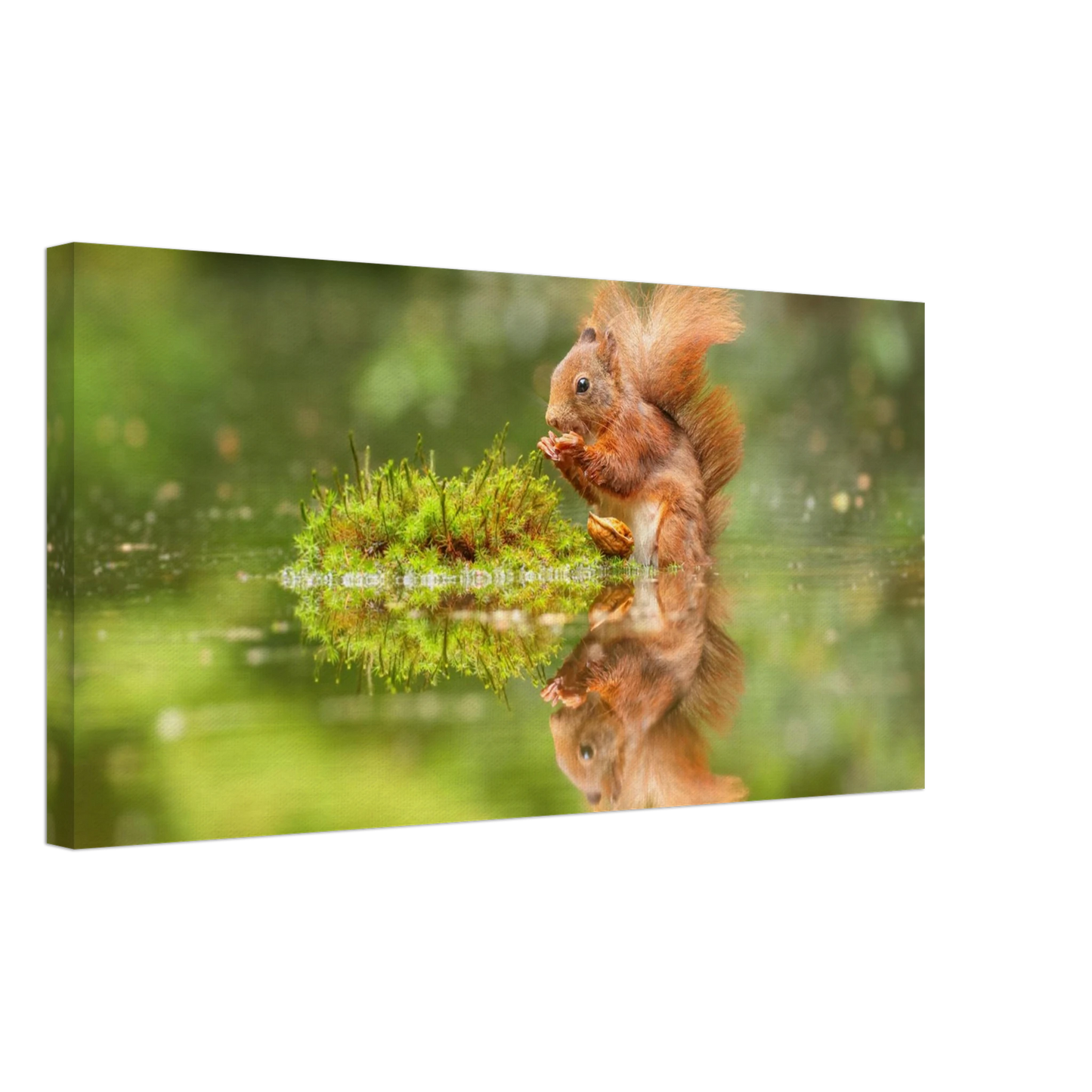 Wandbild bezauberndes eichhoernchen mit nuss ein spiegelbild der natur