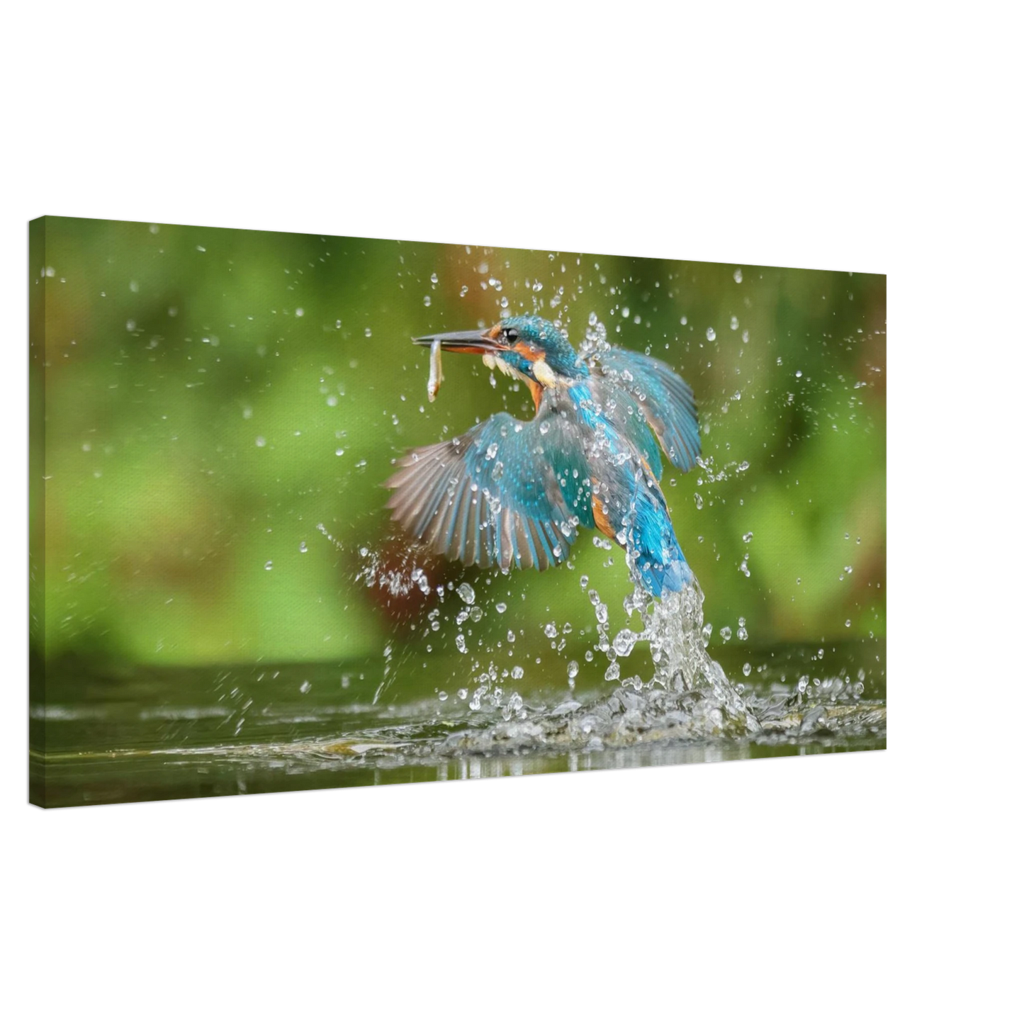 Wandbild eisvogel im sturzflug lebendige wildtierkunst fuer ihr zuhause