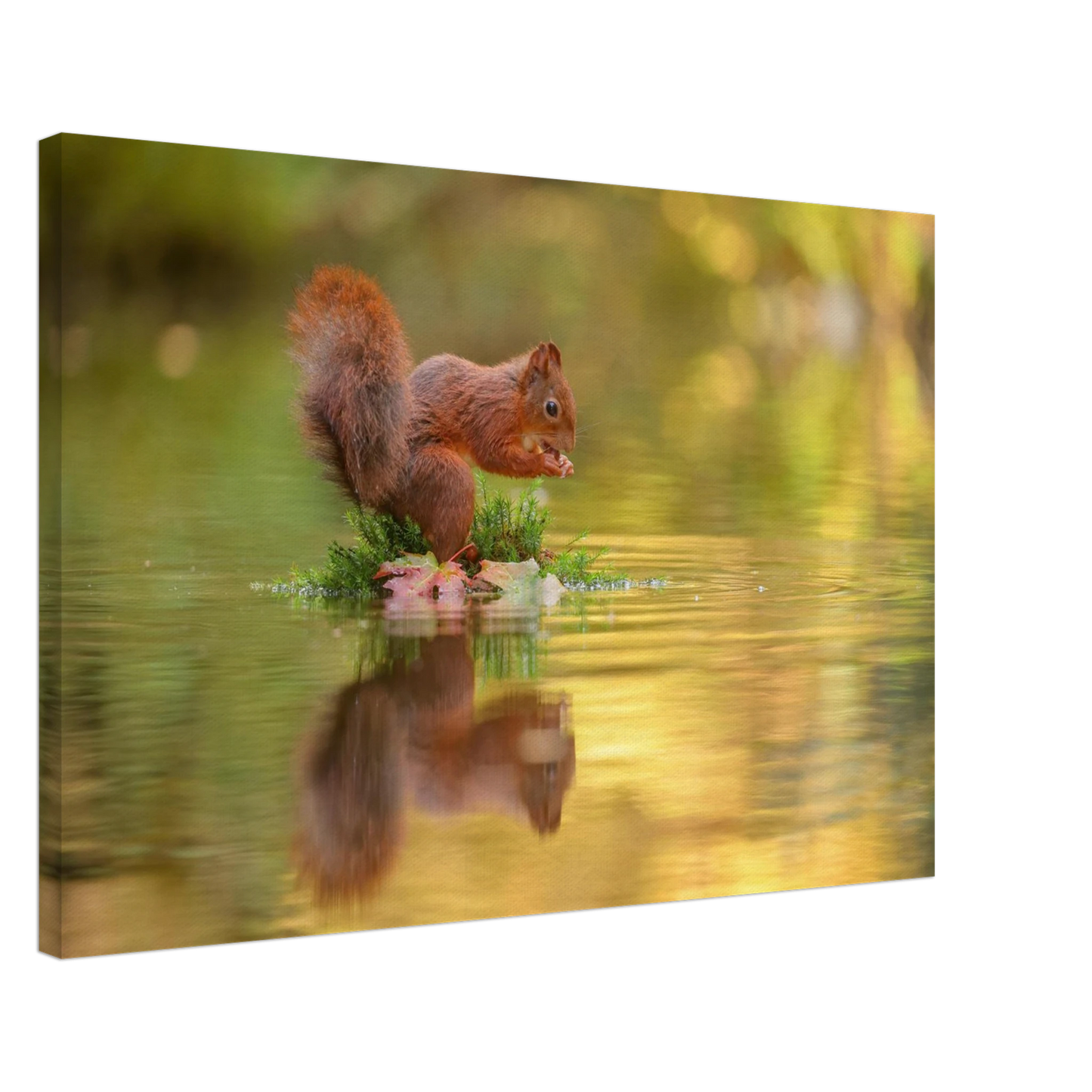 Wandbild bezauberndes eichhoernchen mit nuss lebendige wildtierkunst fuer ihr zuhause