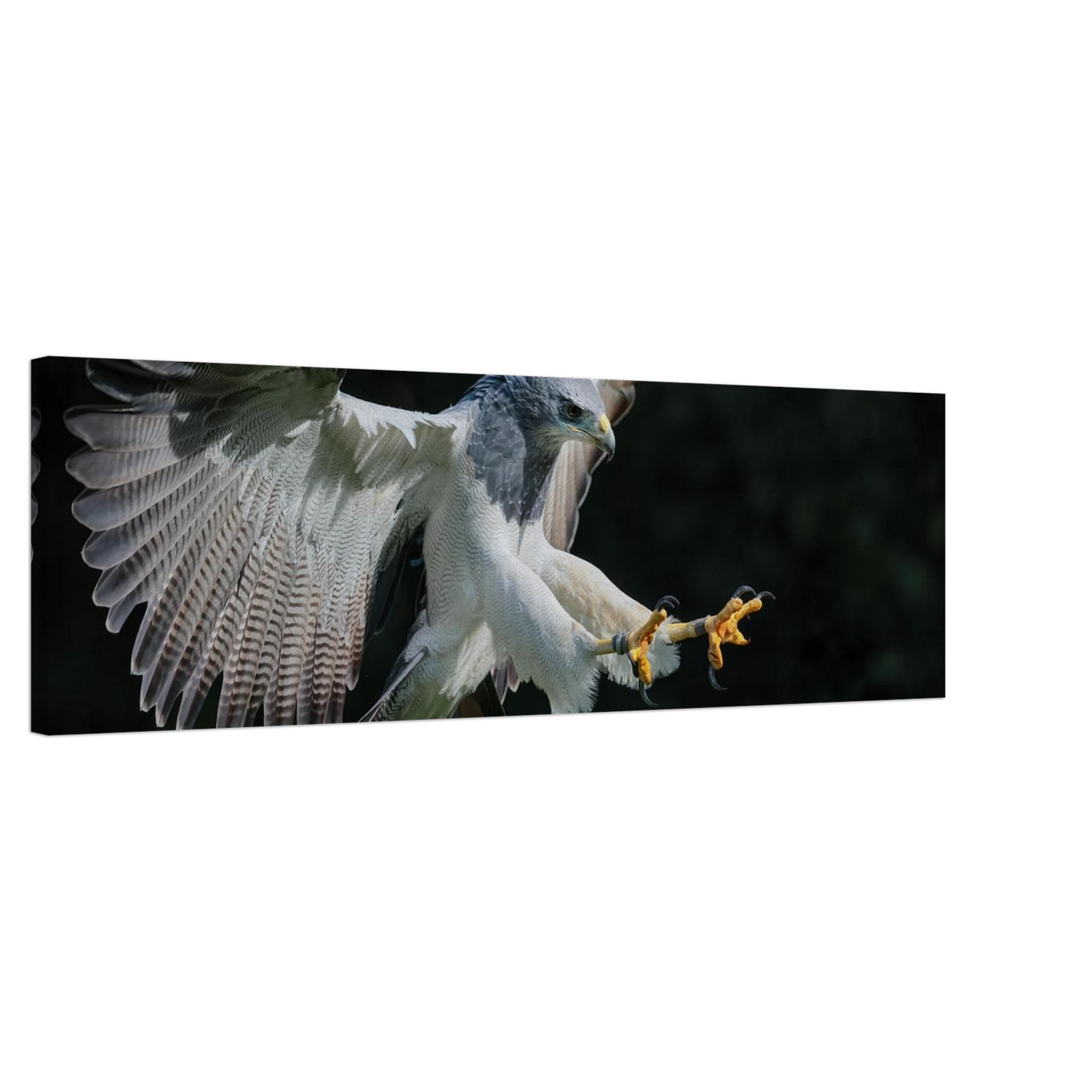 Wandbild majestaetischer schwarzbrustbussard im flug atemberaubende tierfotografie fuer ihr zuhause