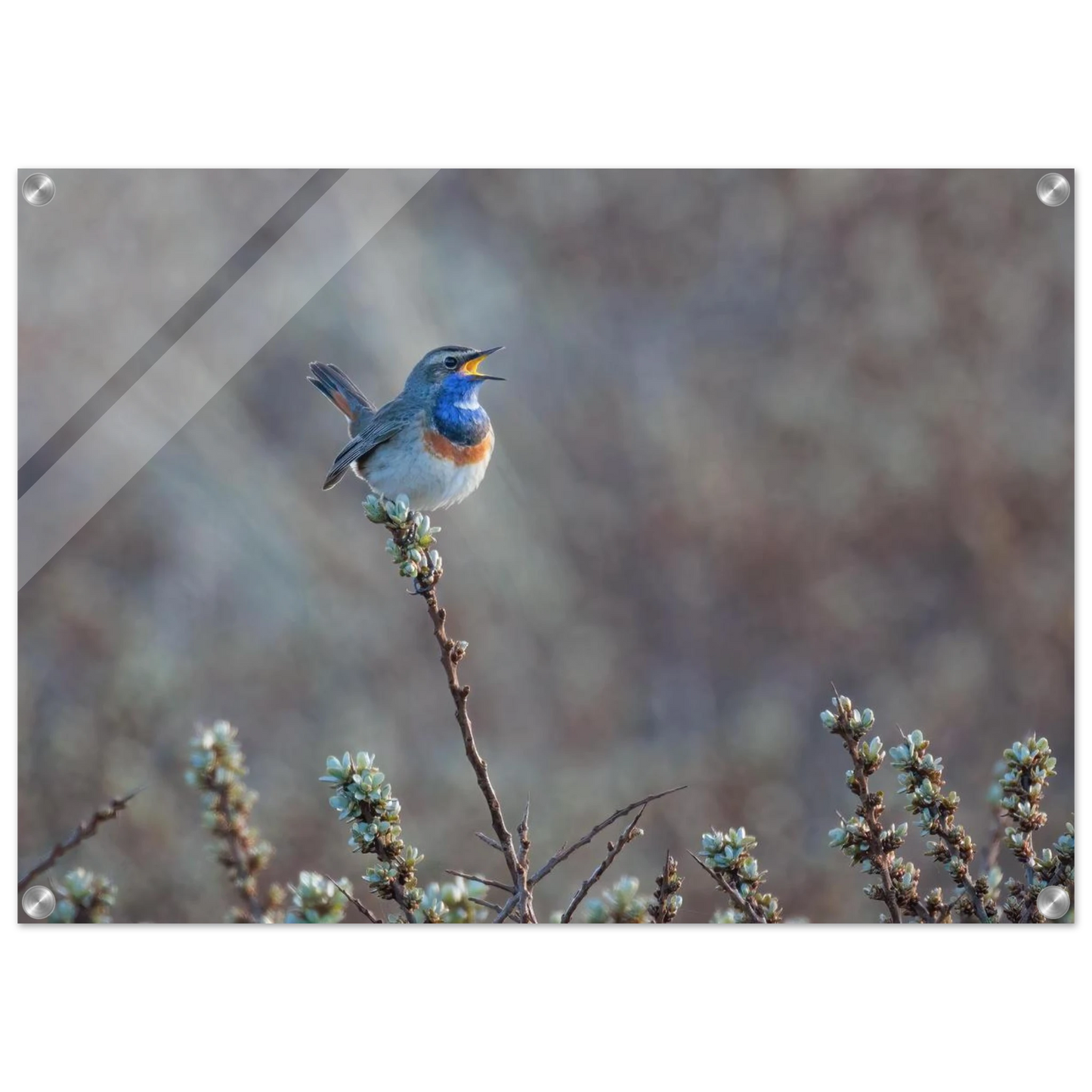 Wandbild blaukohlkehlchen im gesang naturkunst in lebendigen farben in ihrer wunschgroesse