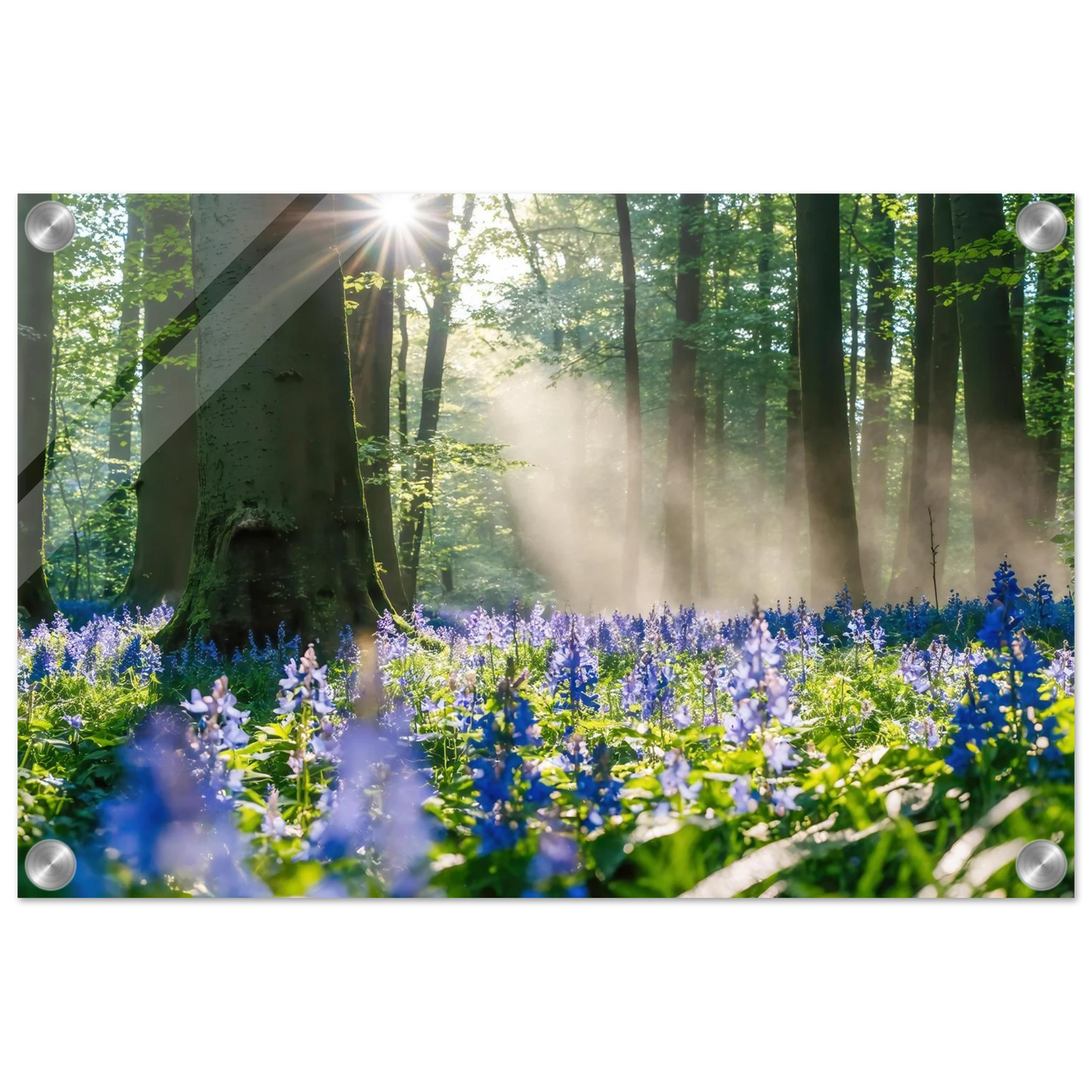 Wandbild mystische waldlichtung mit blauen glockenblumen sonnenverwoehntes naturbild in verschiedenen groessen