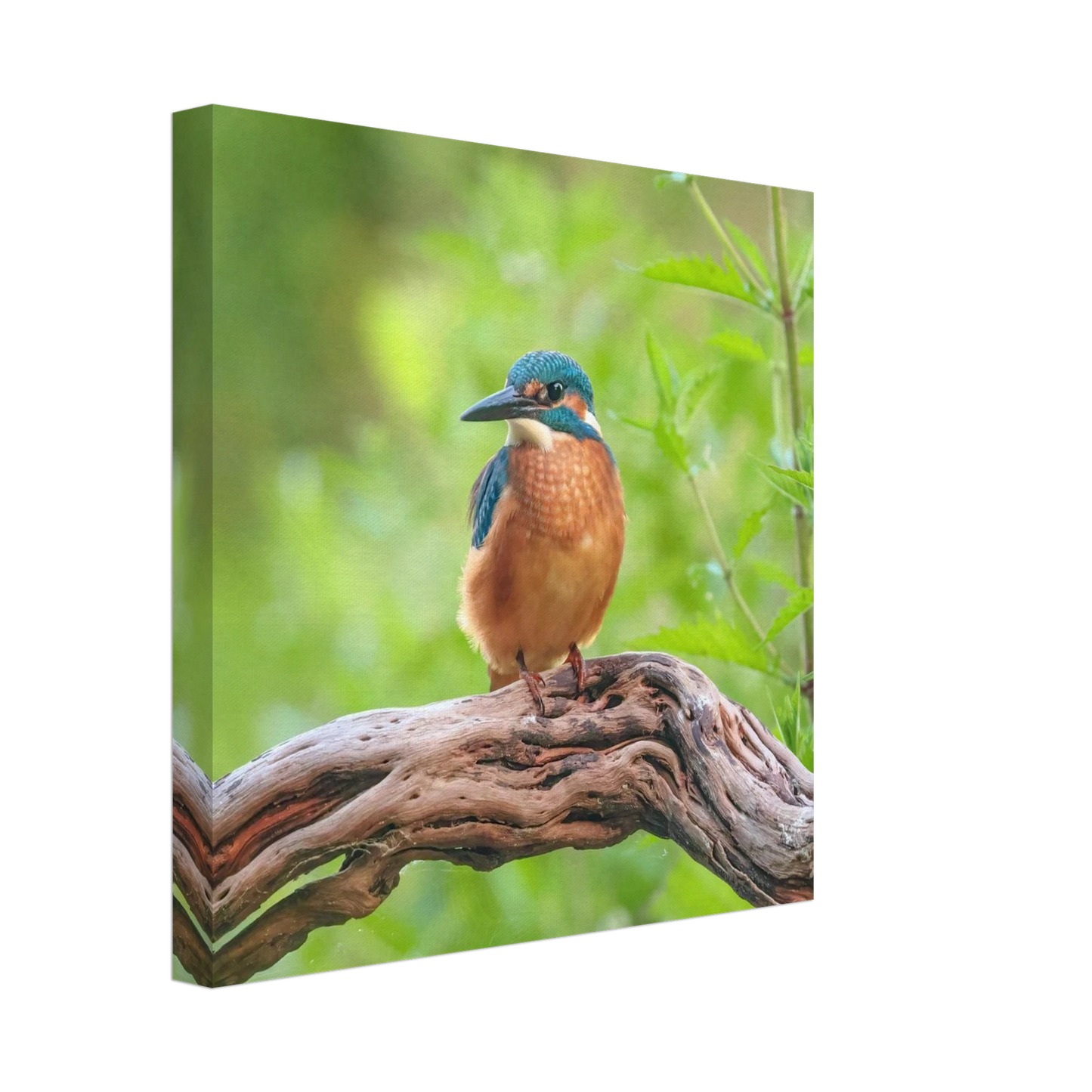 Wandbild eisvogel lebendige naturkunst fuer ihr zuhause in ihrer wunschgroesse 2