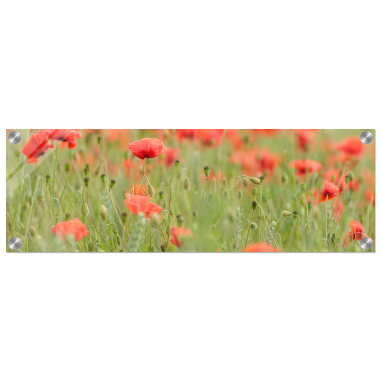 Wandbild vertraeumtes mohnblumenfeld ein stueck sommer fuer ihr zuhause in vielen groessen